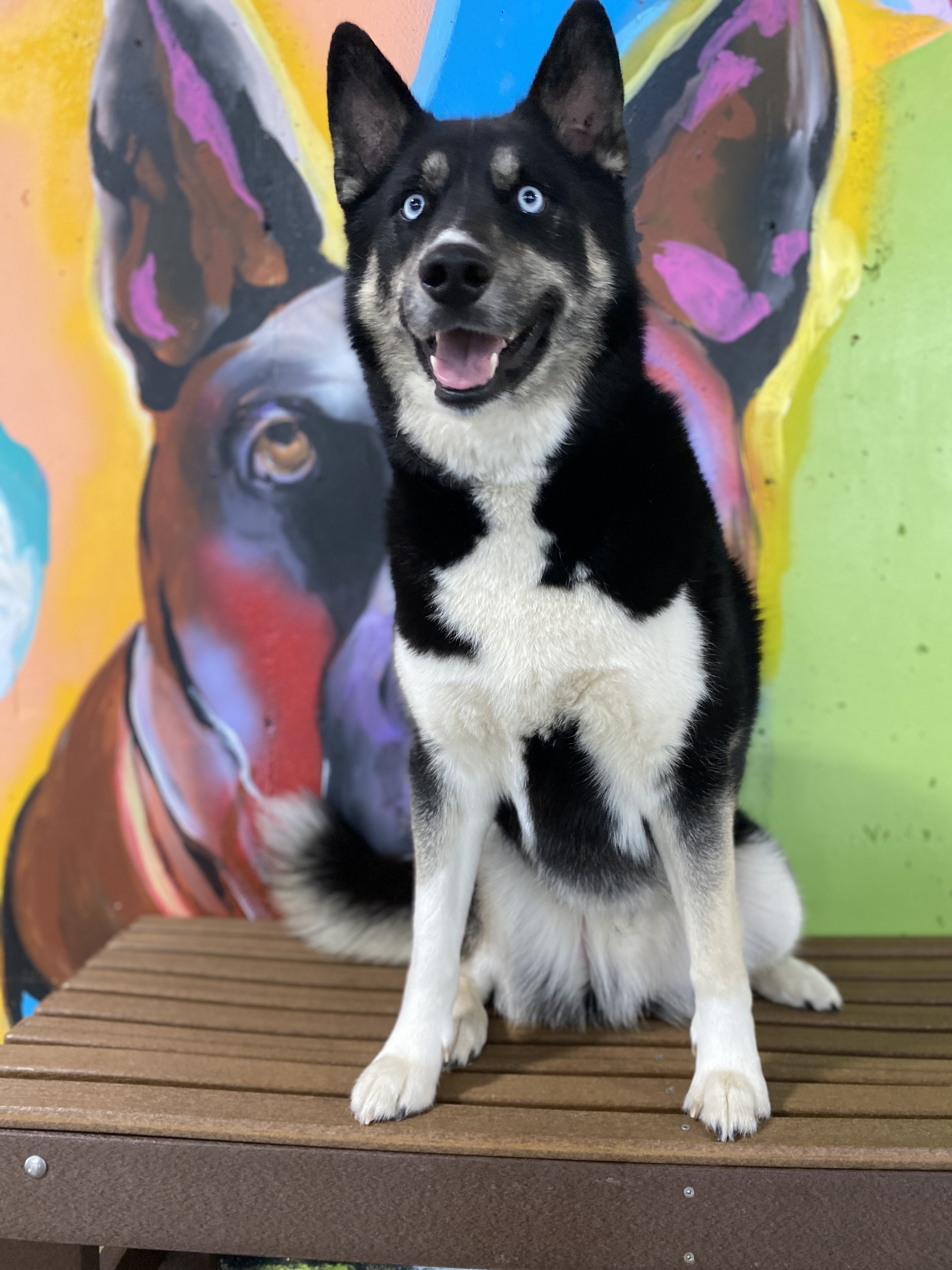 The Pack Indoor Dog Park, Restaurant and Bar