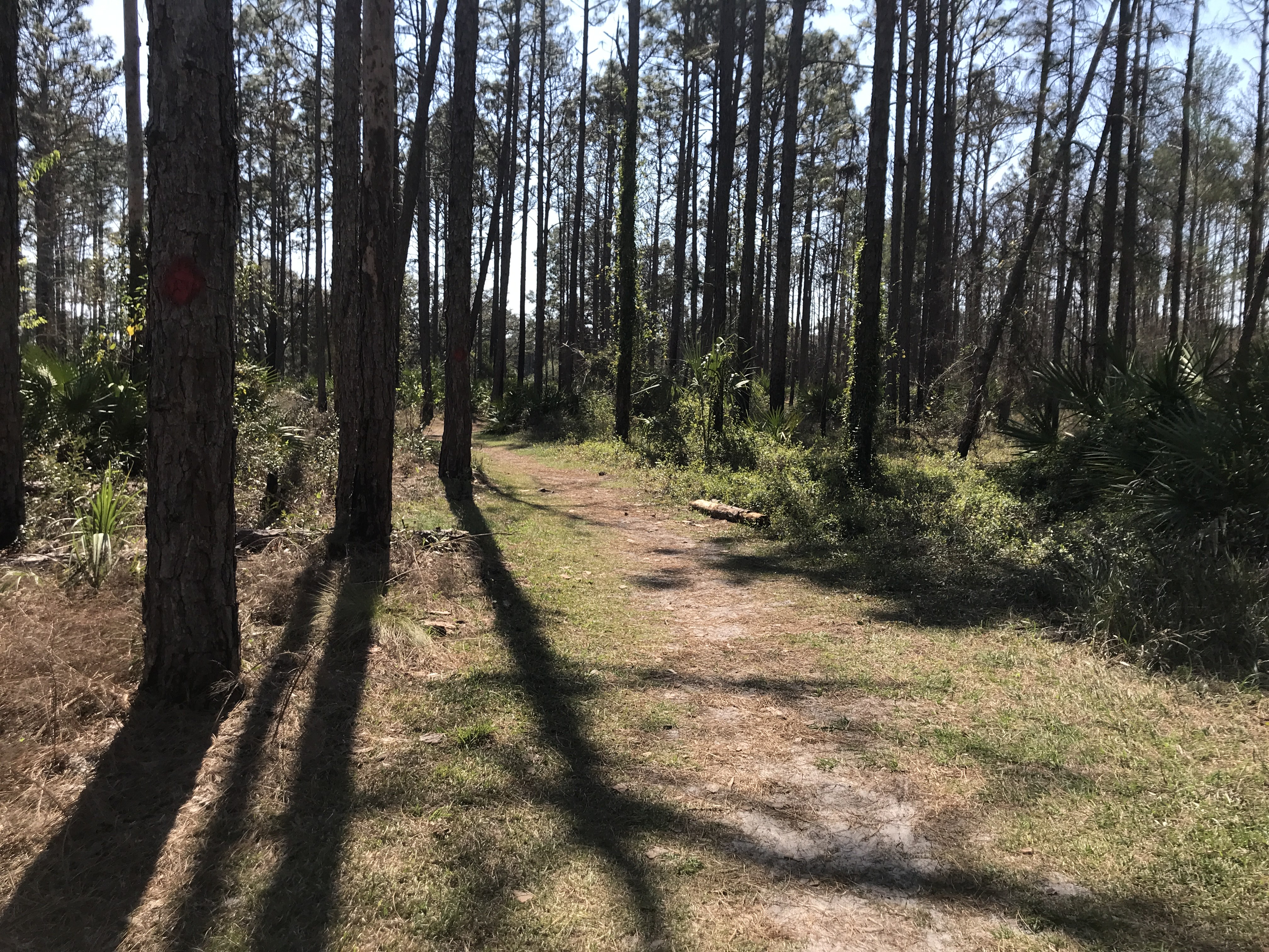 Econlockhatchee Sandhills Conservation Area