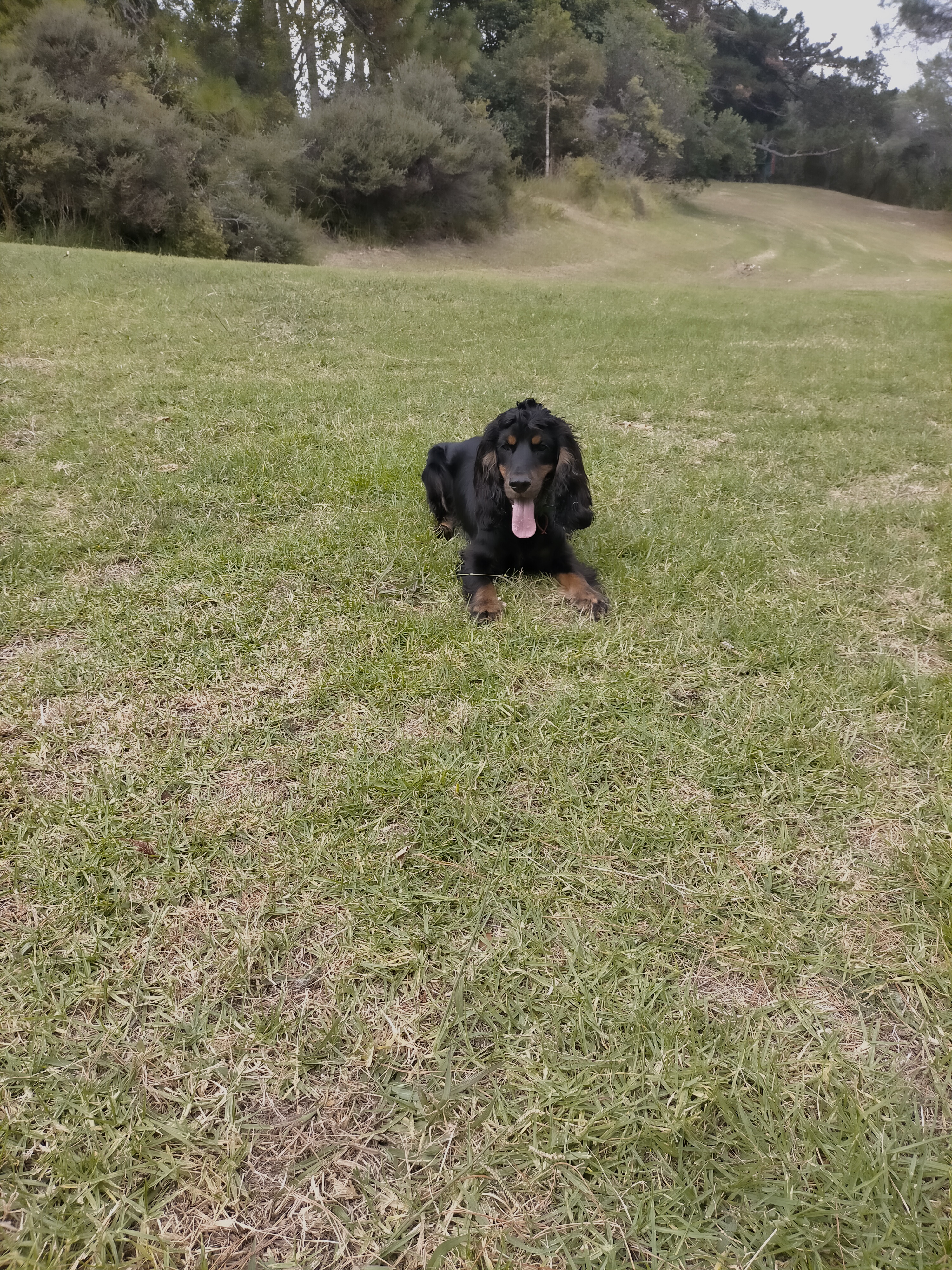Centennial Park, Auckland