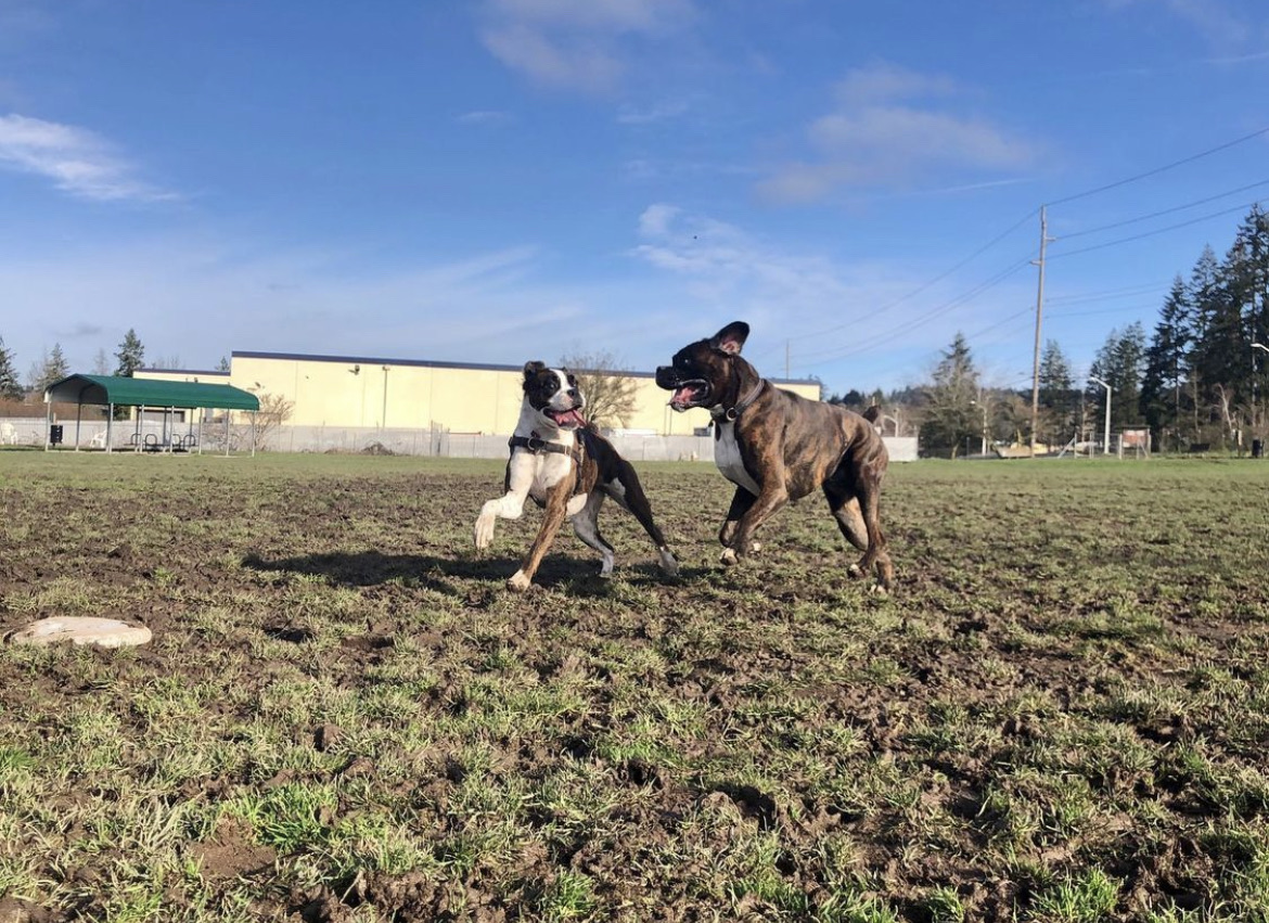 Potso Dog Park