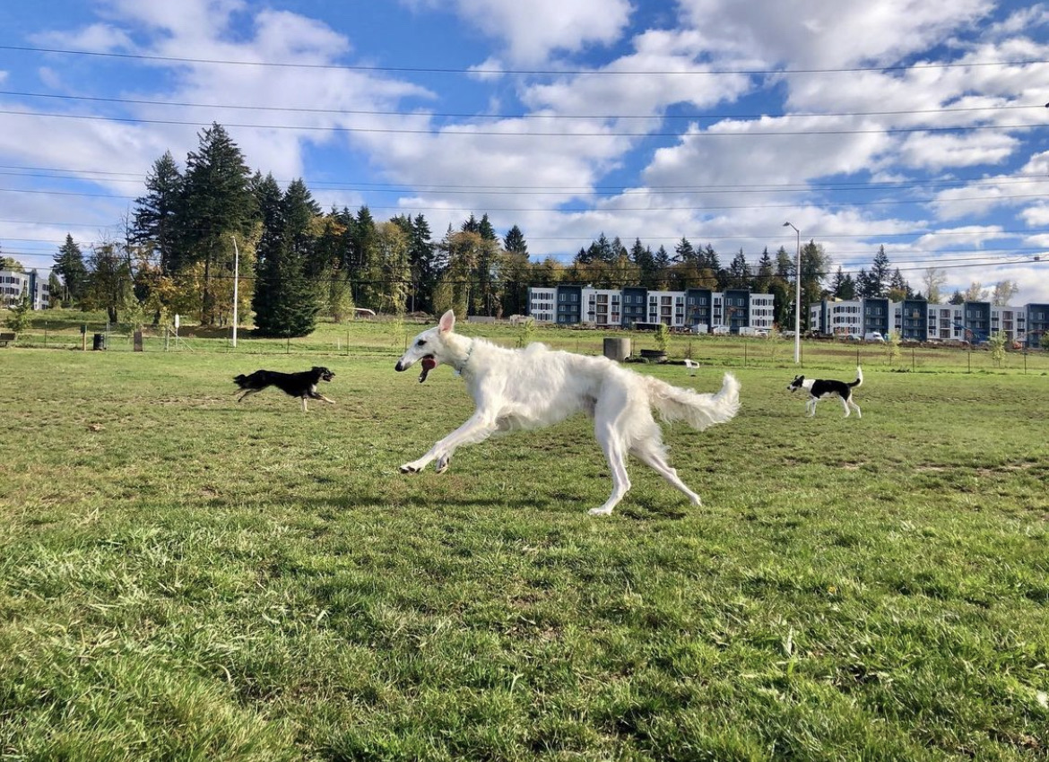 Potso Dog Park