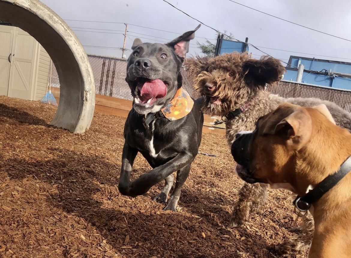 Ash Avenue Dog Park