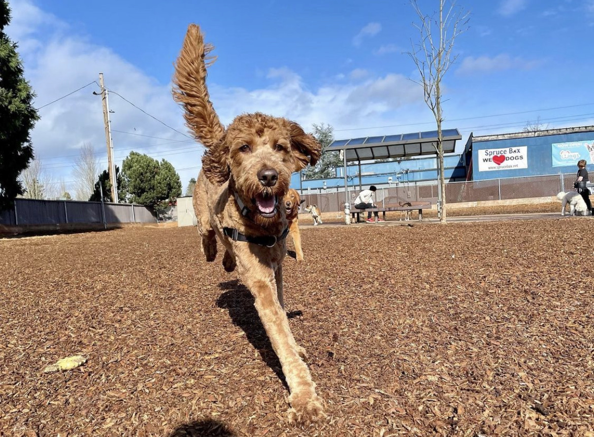 Ash Avenue Dog Park