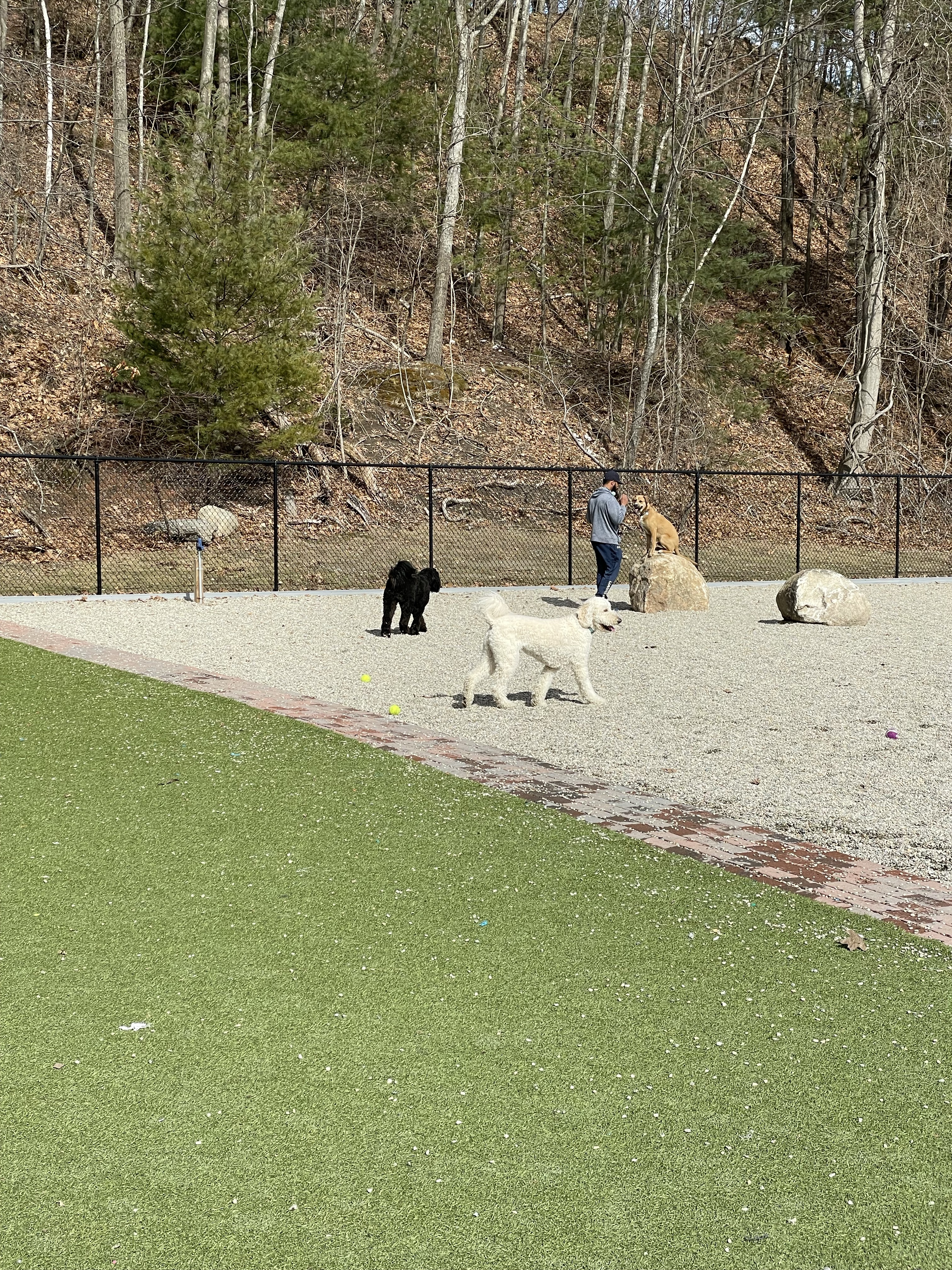 Town of Auburn Dog Park