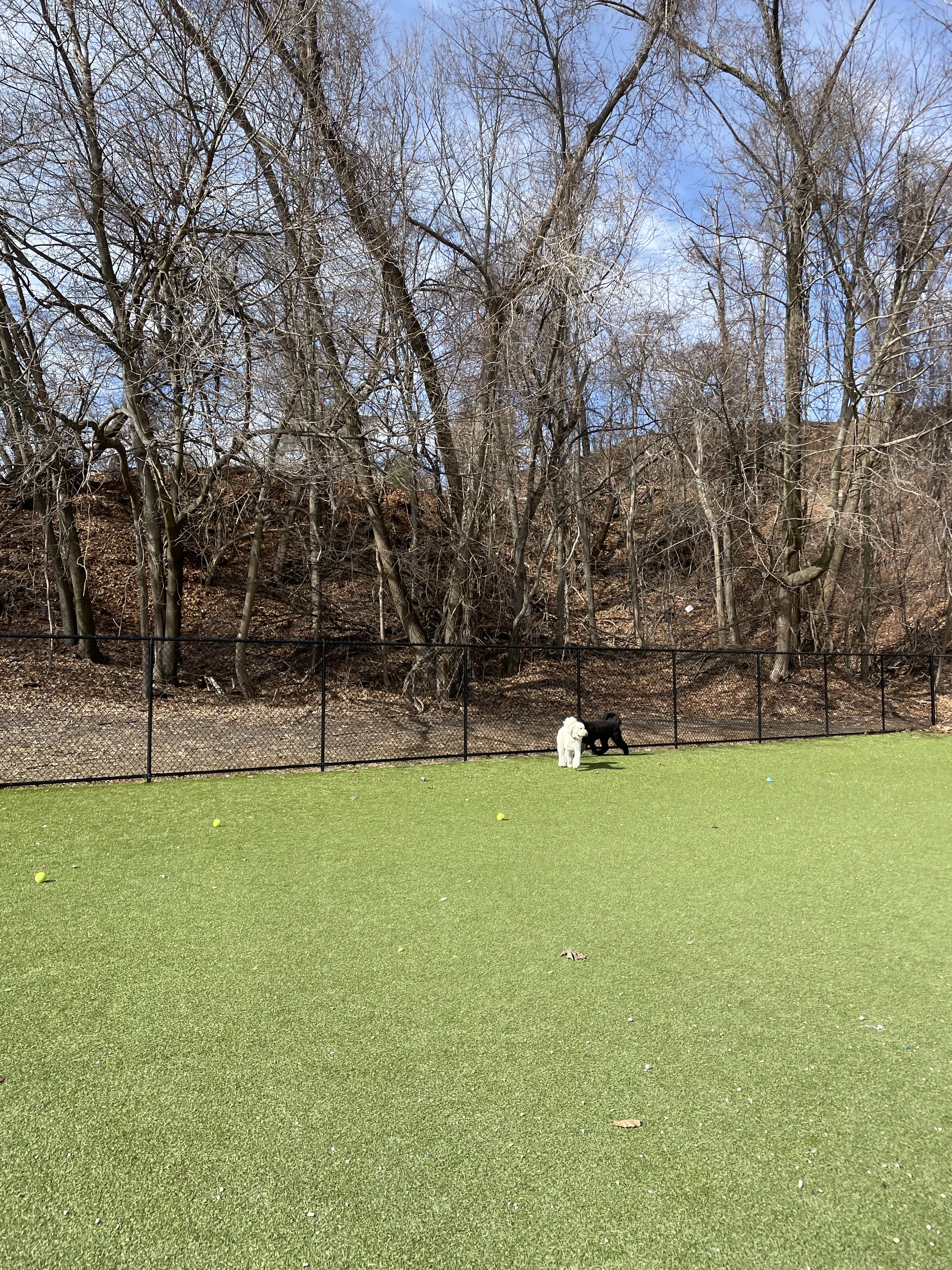 Town of Auburn Dog Park