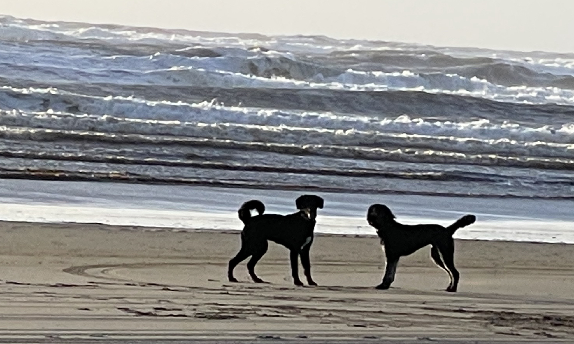 Ocean Shores Dog Beach