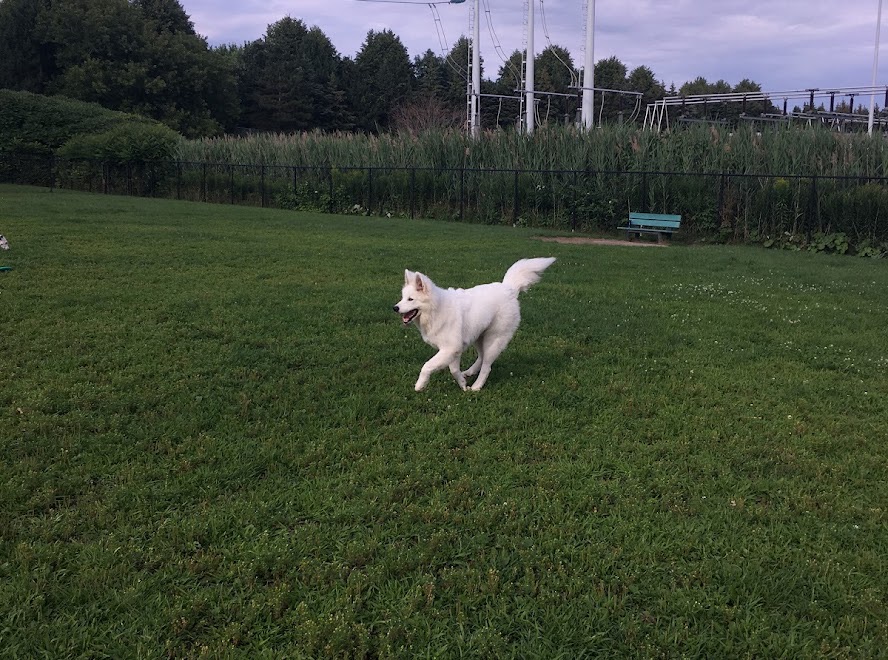 Parc canin Mascouche