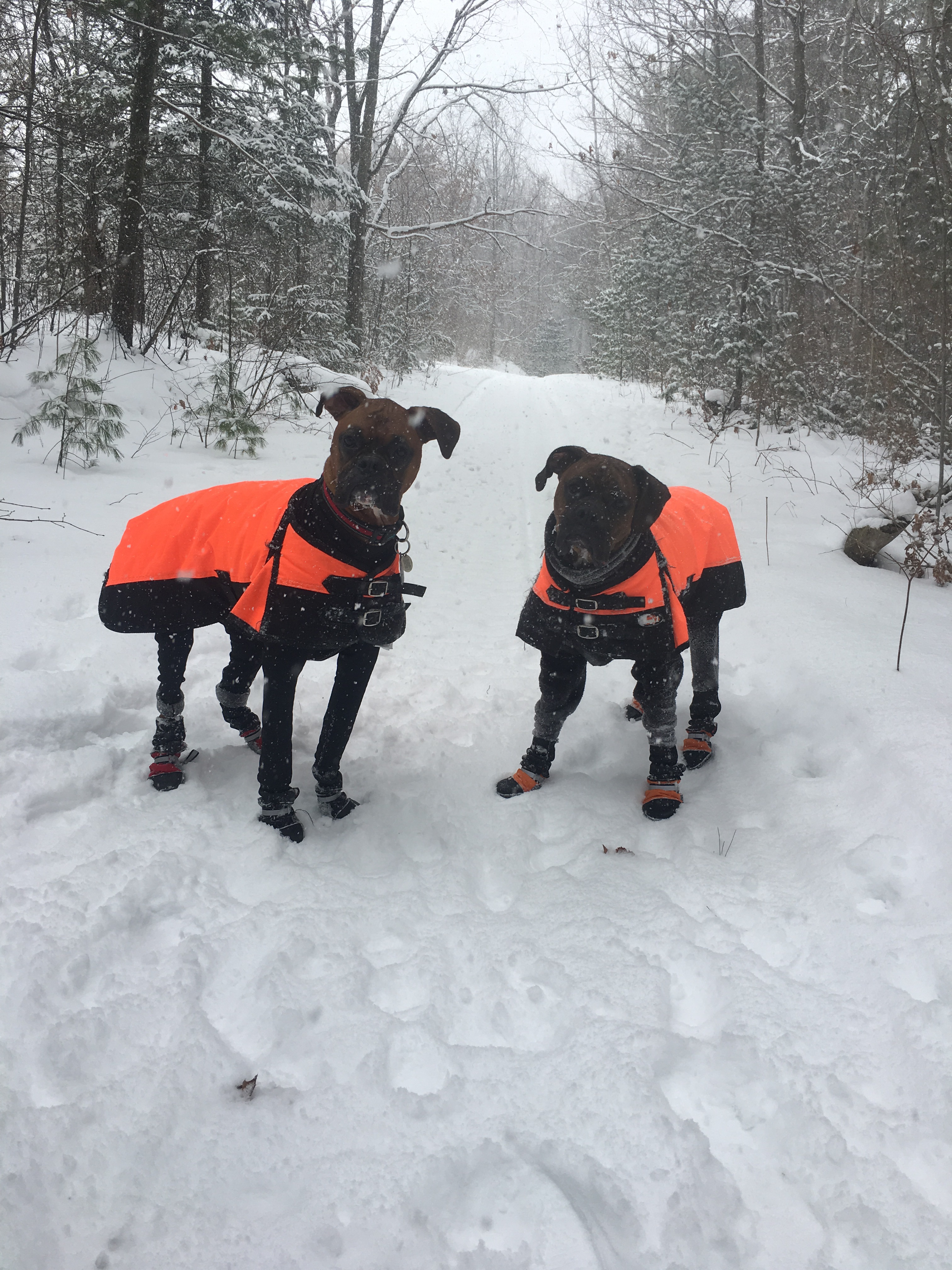 Anderson Park Golf Club - Walking loop and free space to run