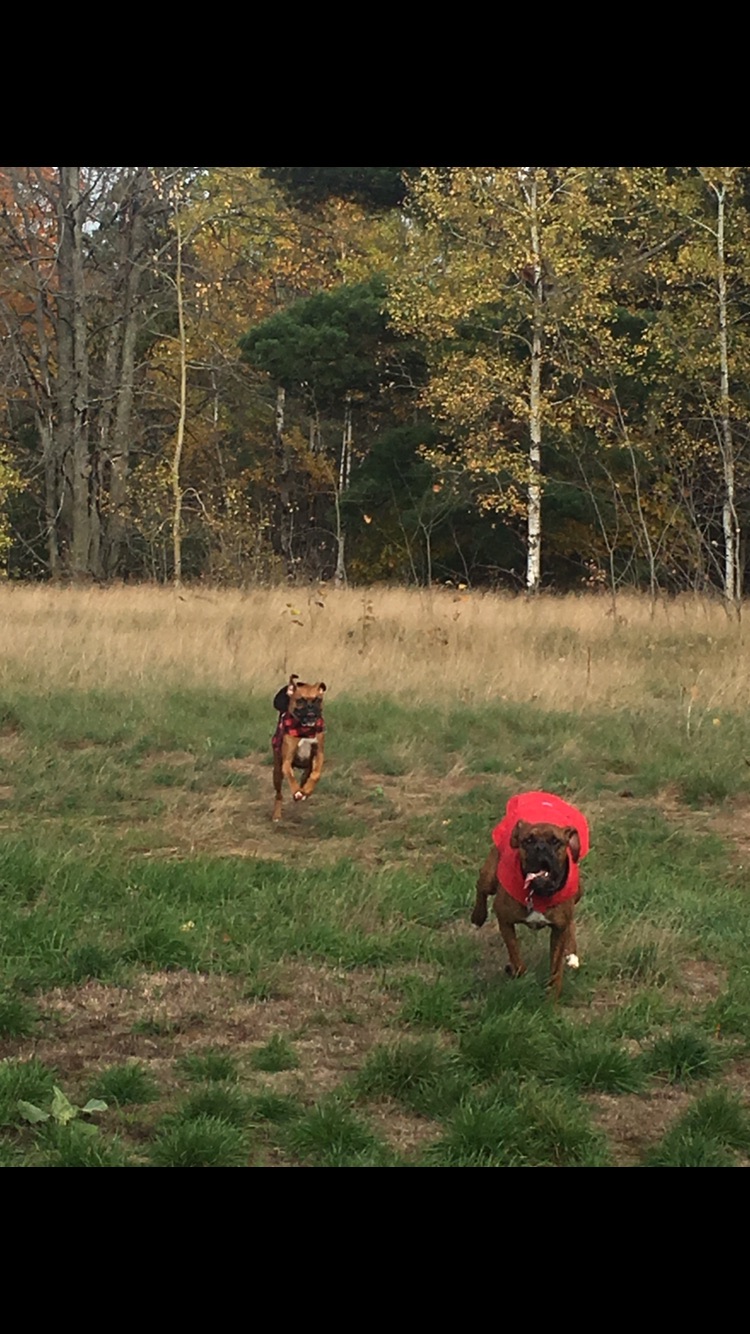 Anderson Park Golf Club - Walking loop and free space to run