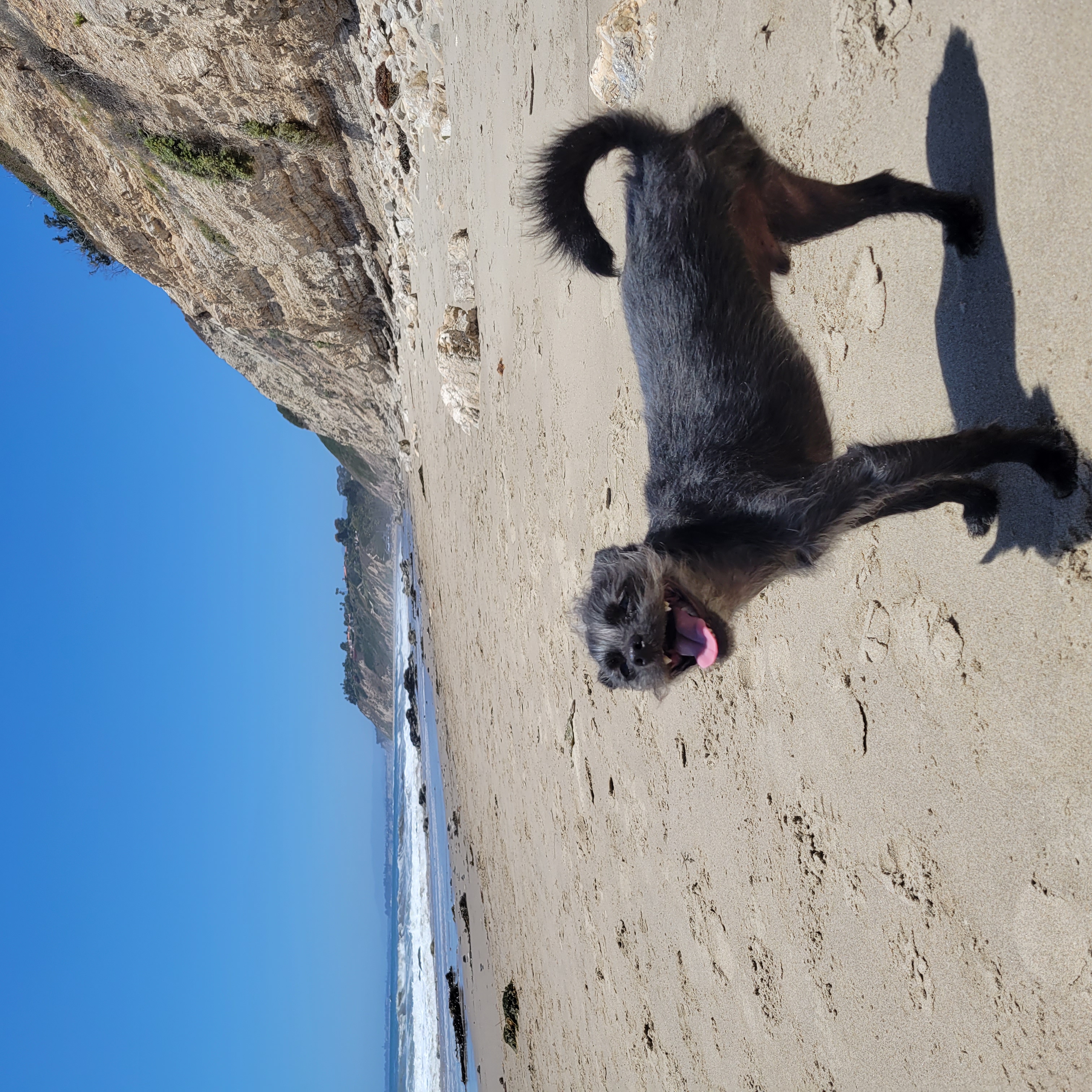 Arroyo Burro Off Leash Dog Beach