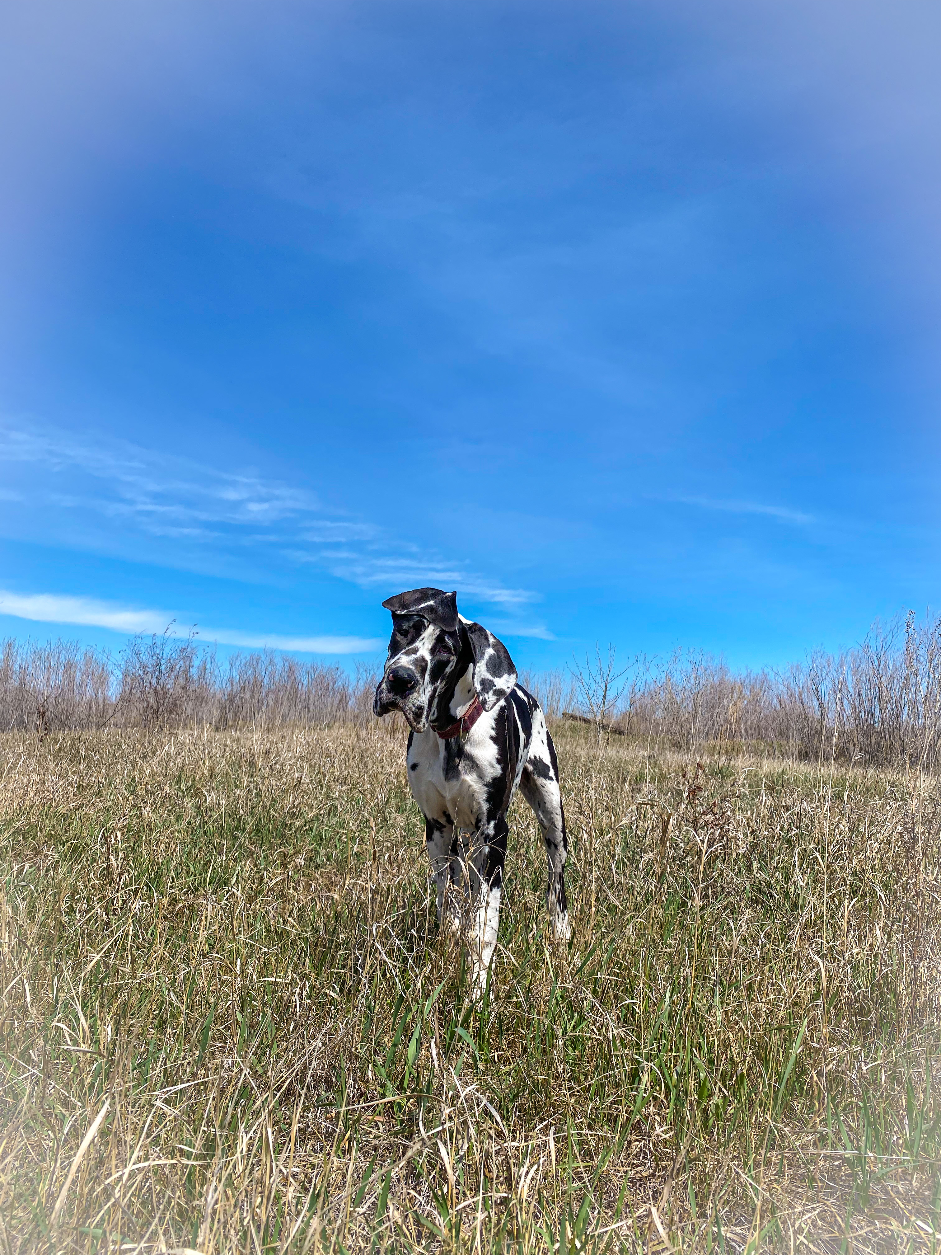 Pups Playground Unleashed