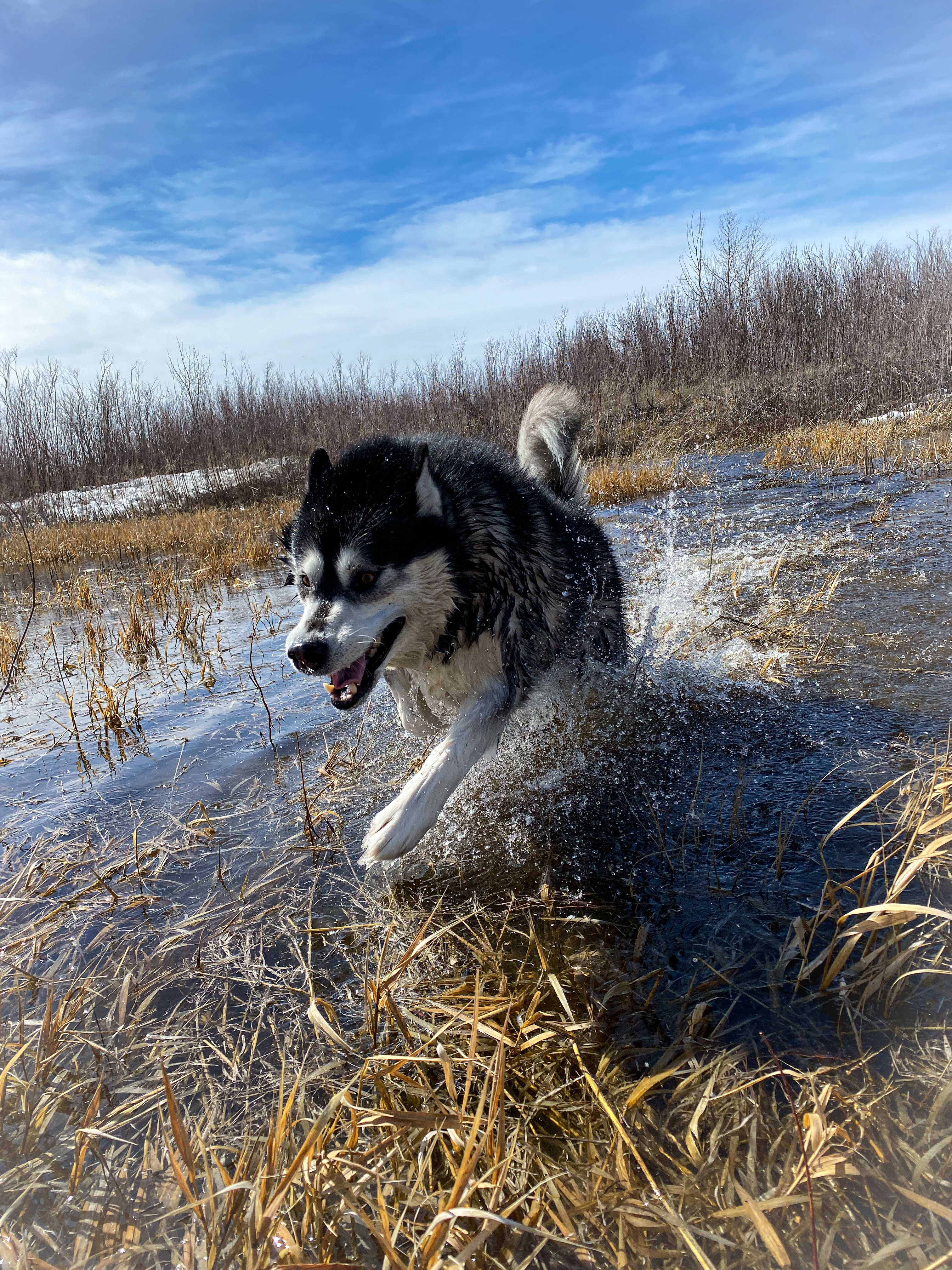 Pups Playground Unleashed