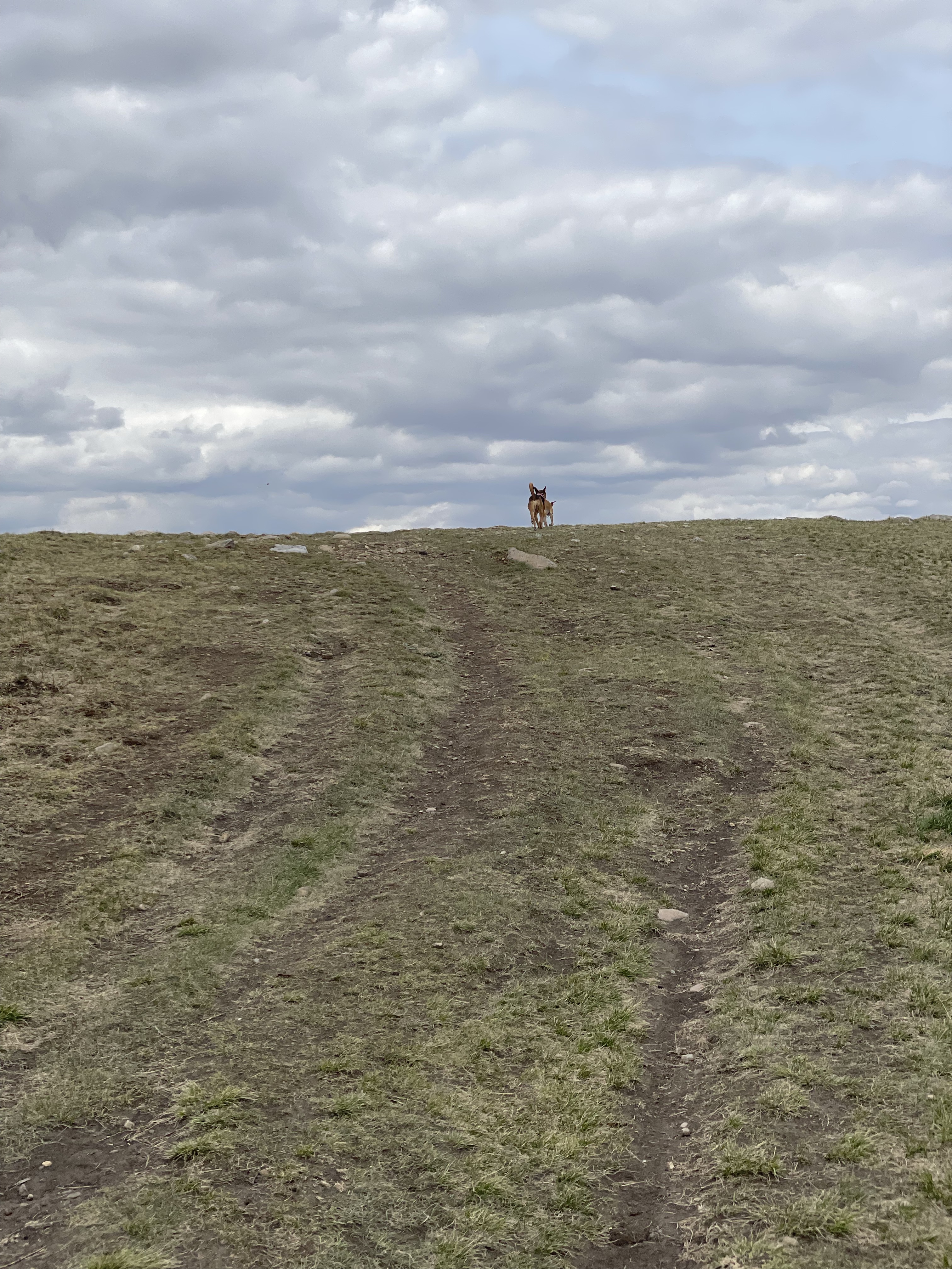 Nose Creek “Off Leash”