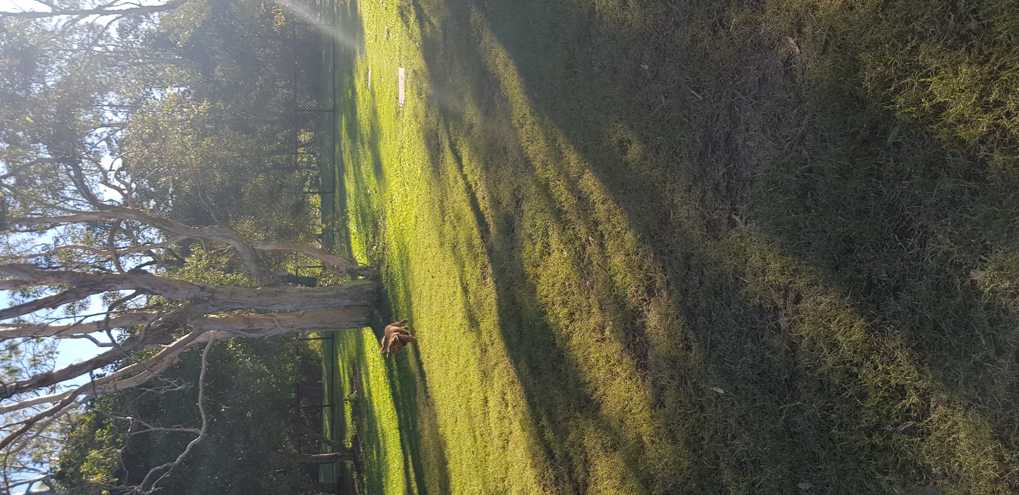 Glass House Mountains District Dog Park