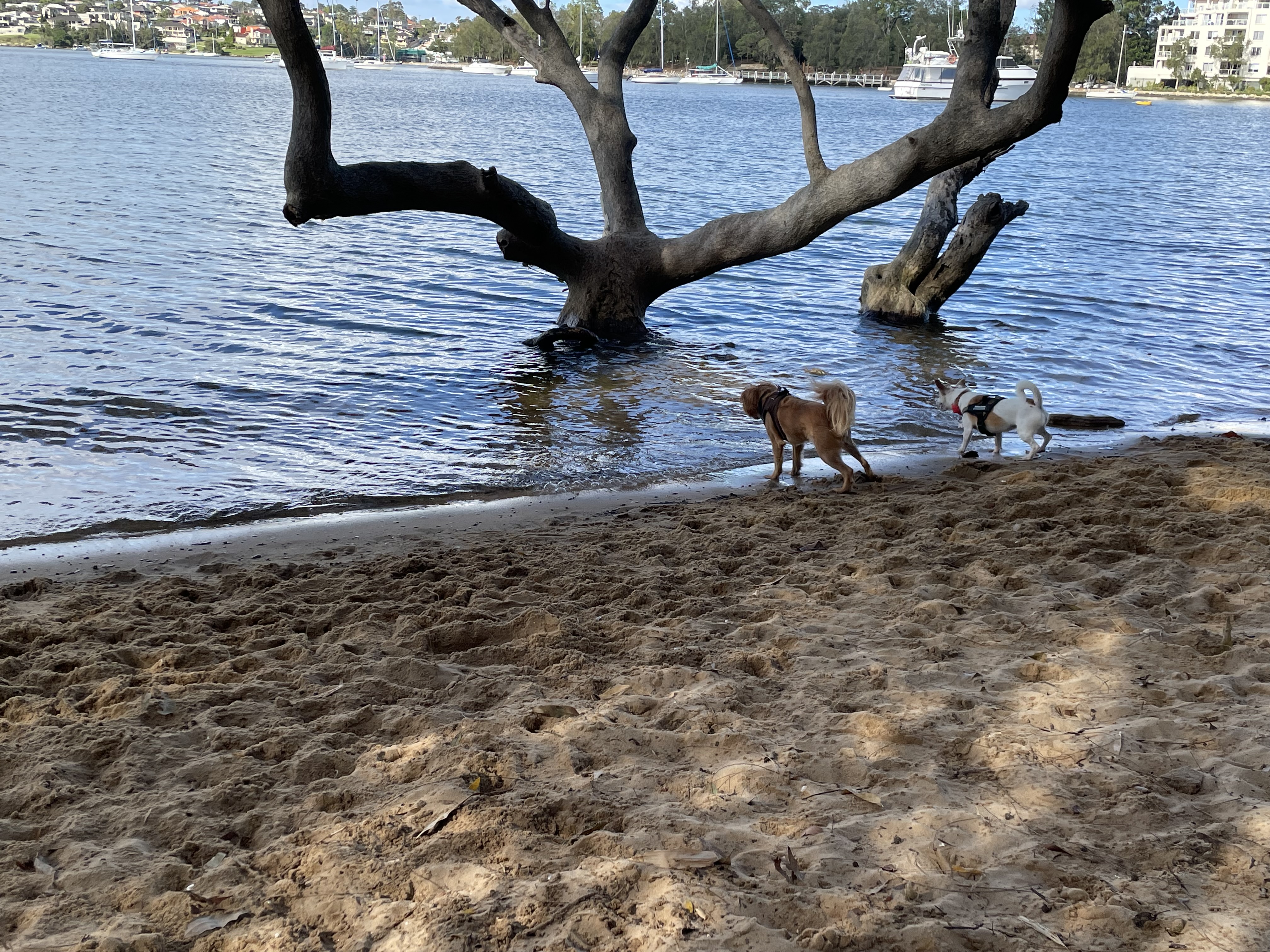 Dame Eadith Walker Estate