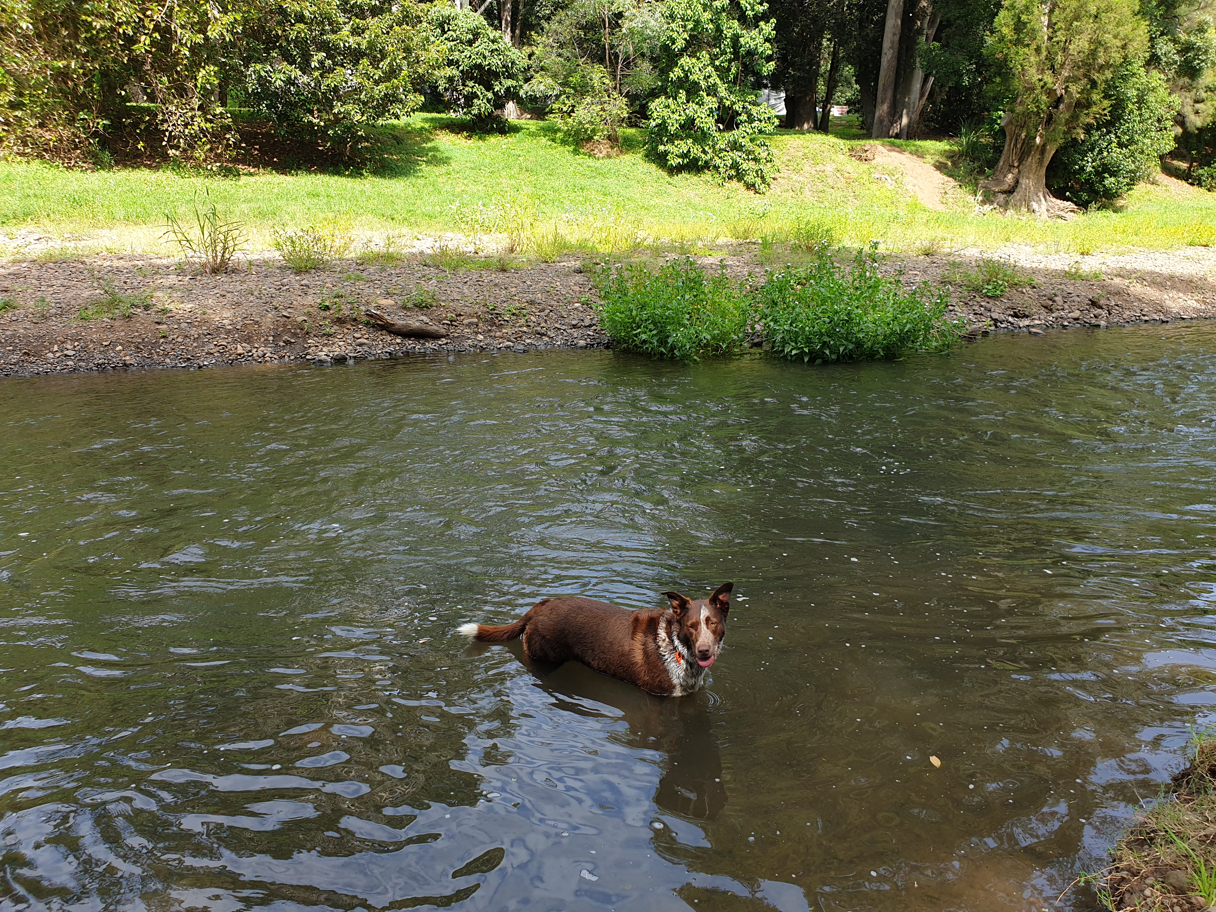 Canungra Dog Friendly Area