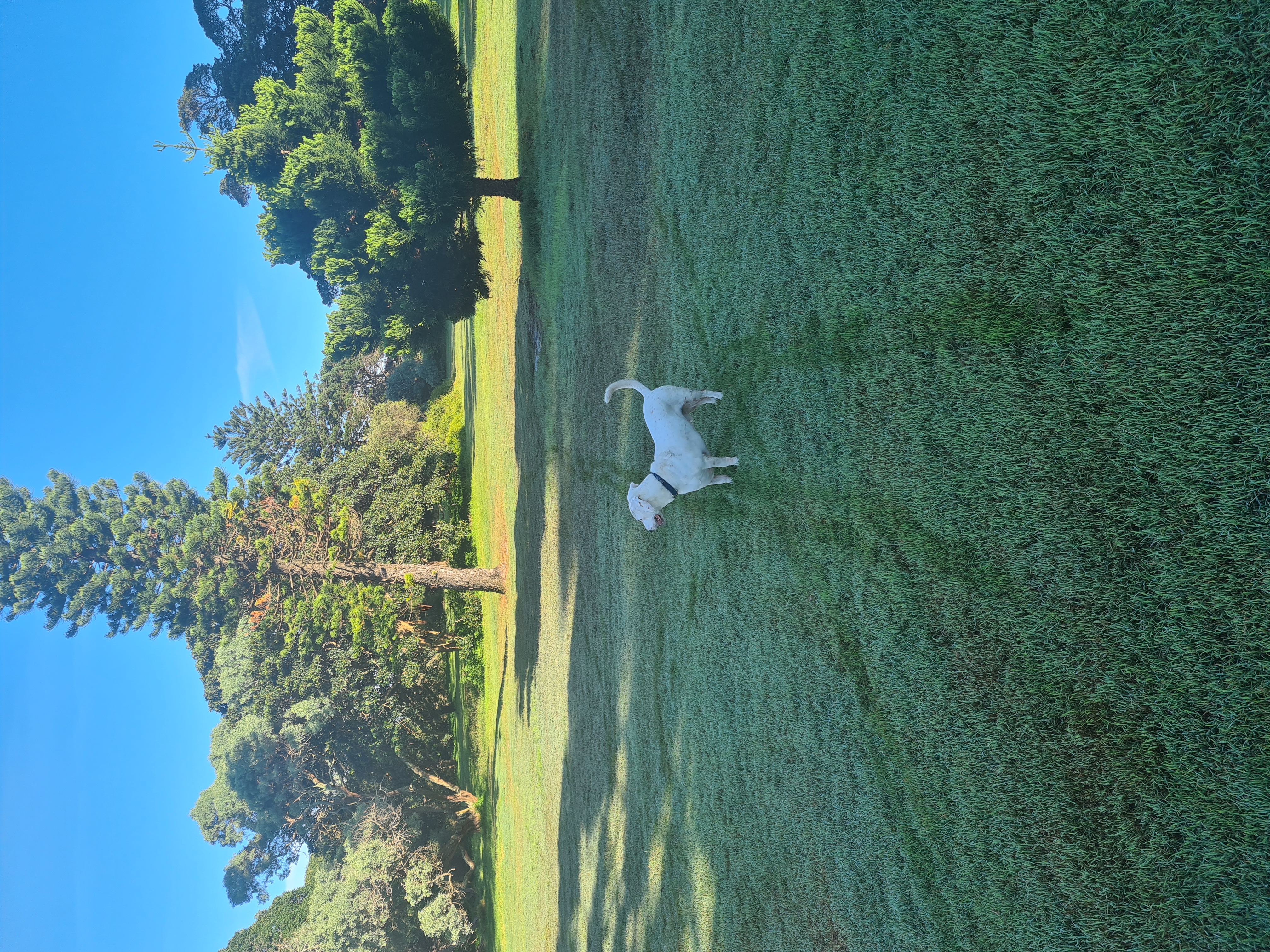 Queens Park Off Leash Area