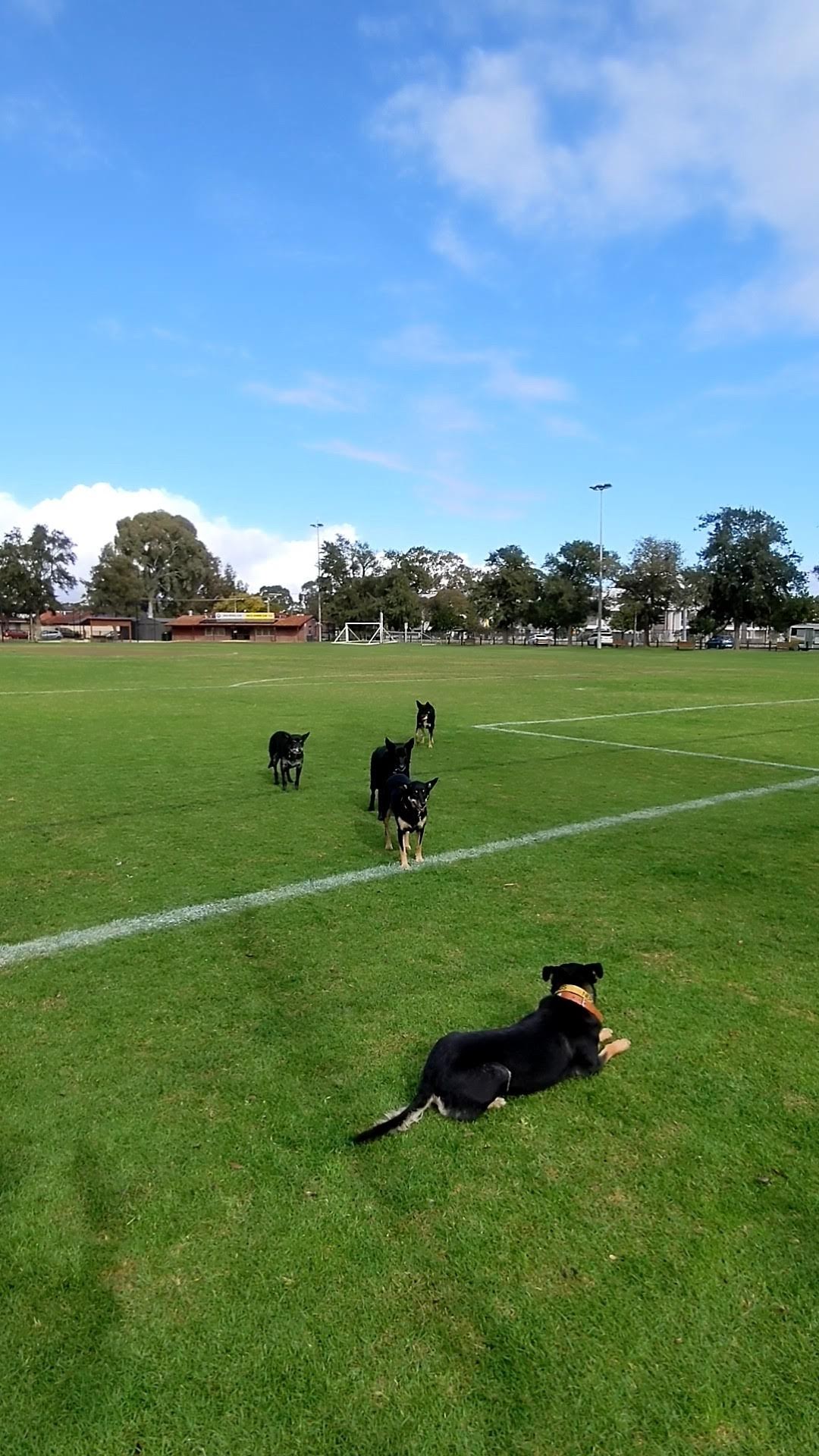 Charles Cane Reserve