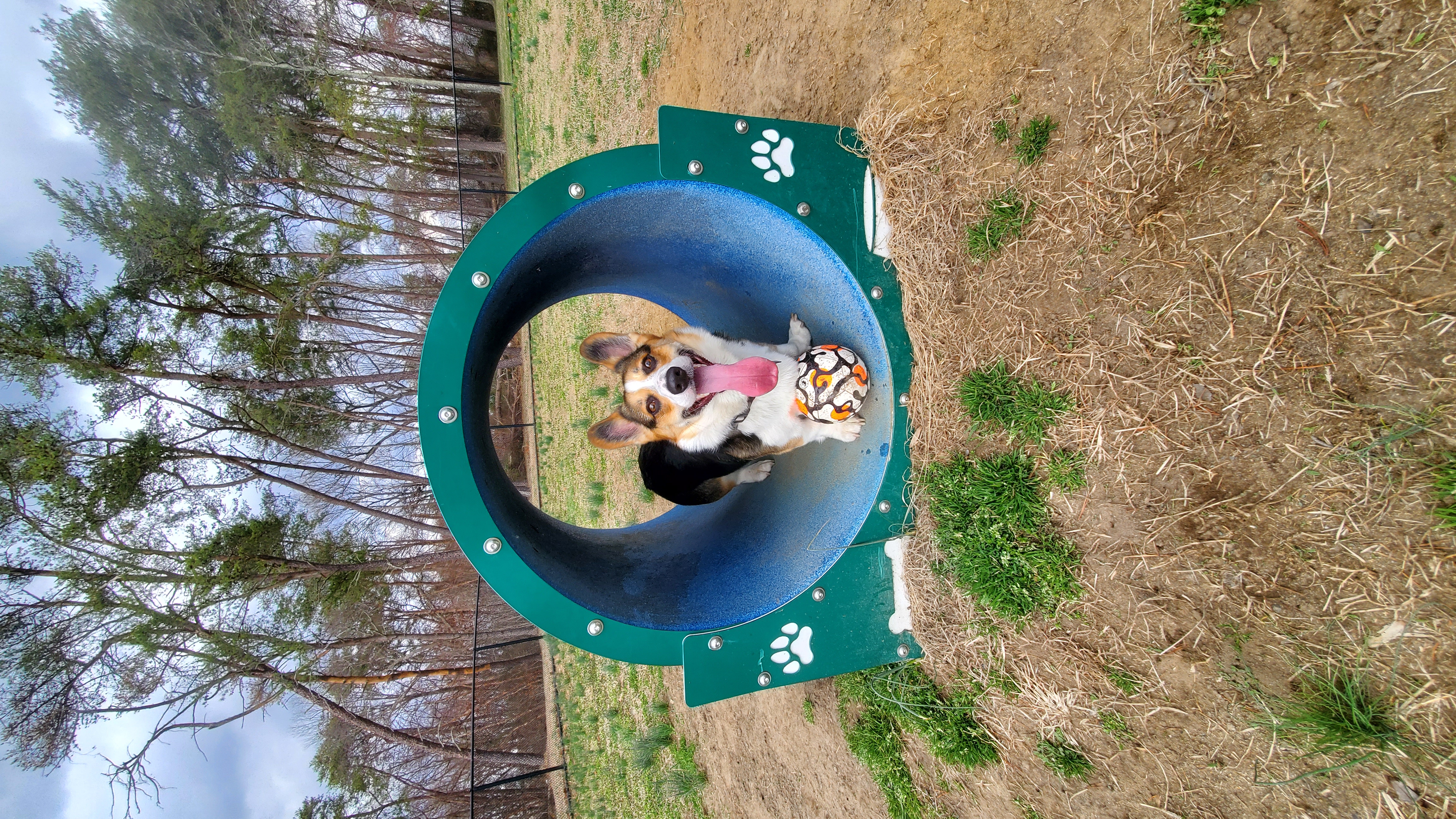 Village Green Dog Run