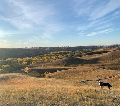 Scenic Drive Dog Run