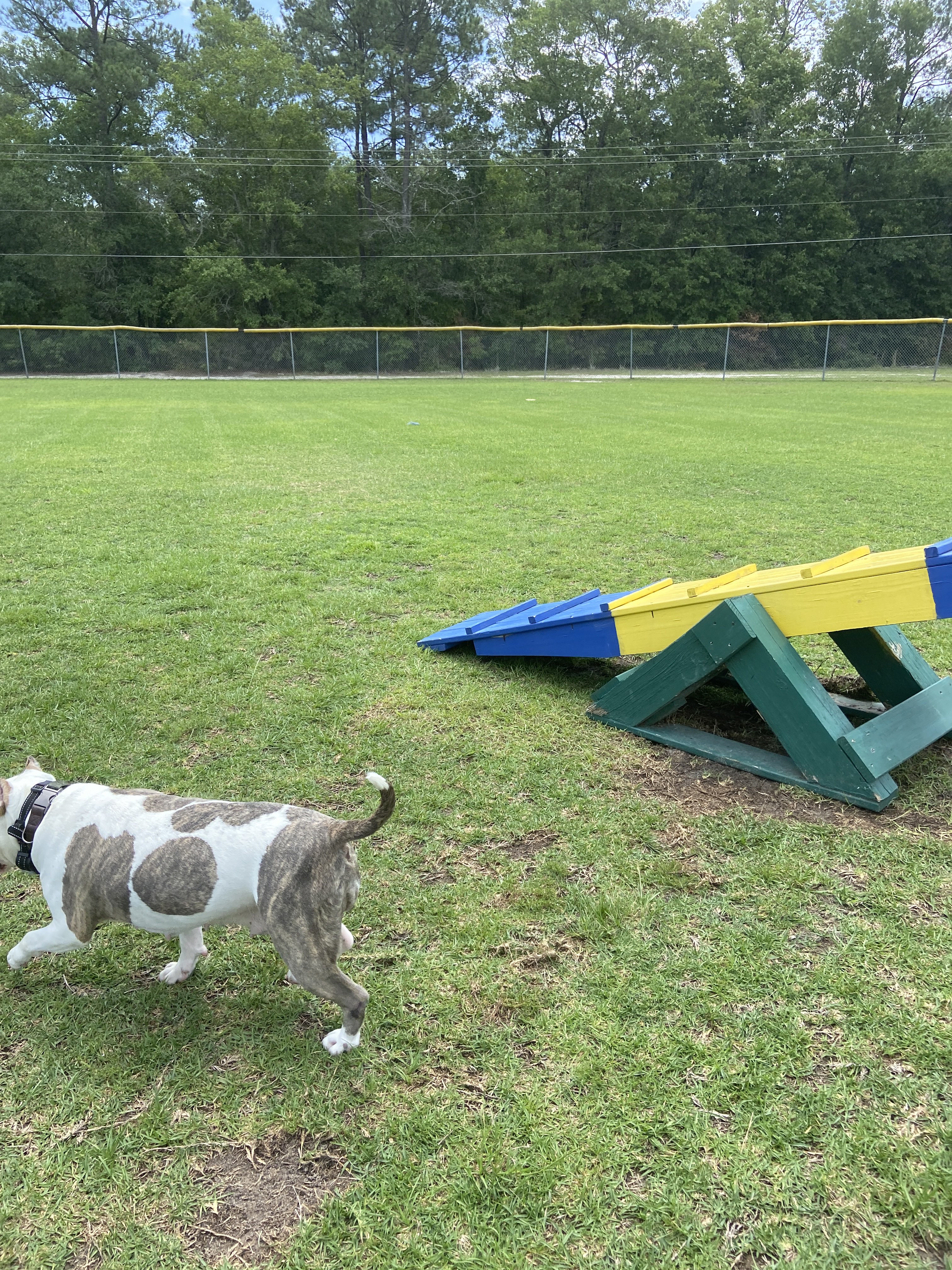 Pineora Dog Park