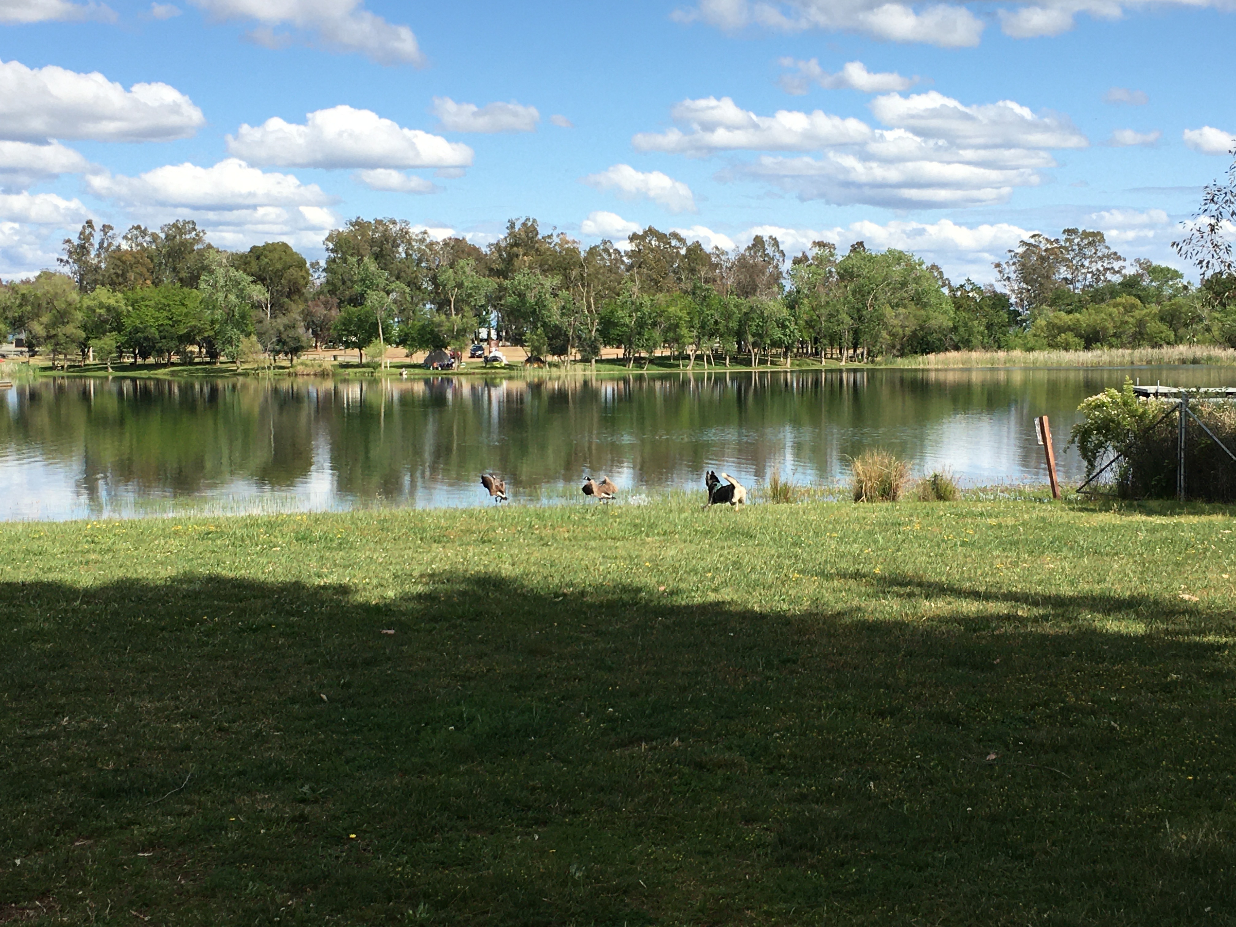 Rancho Seco Dog Park