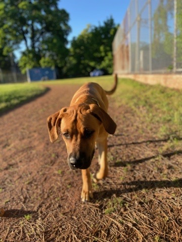Oakwood Collegiate School Field