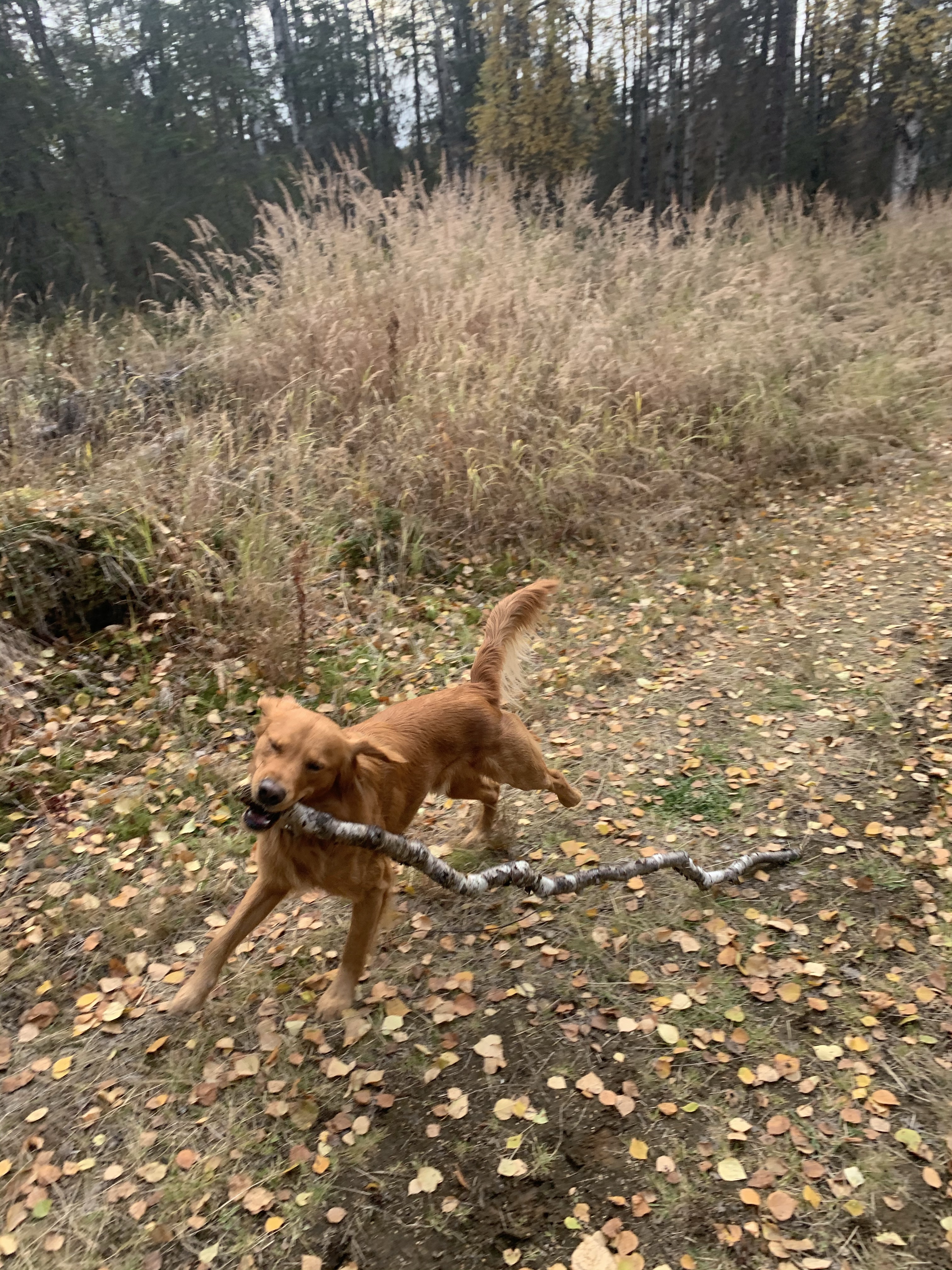 Tsalteshi Ski Trails - Off Season Only