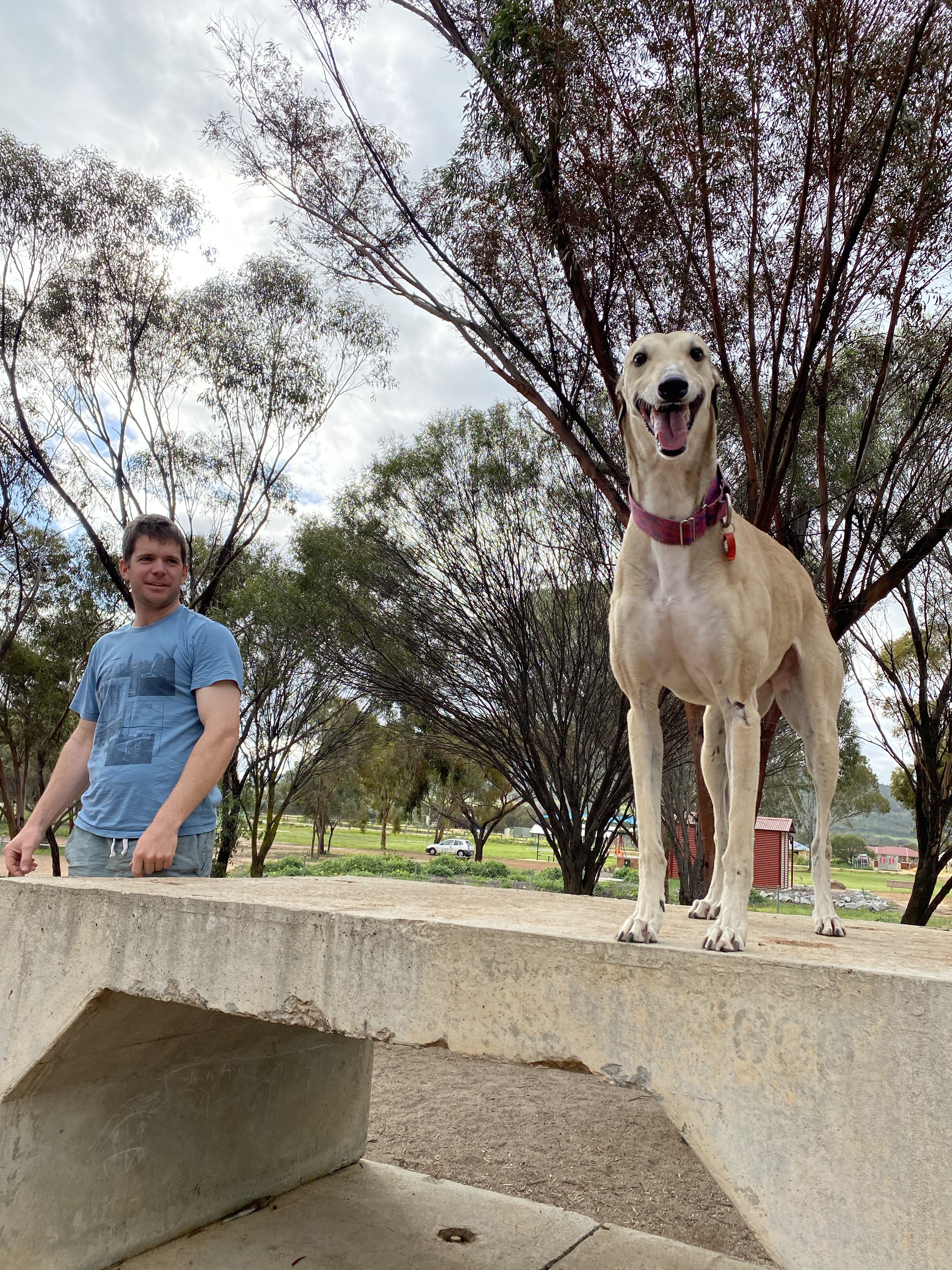 York Dog Exercise Area