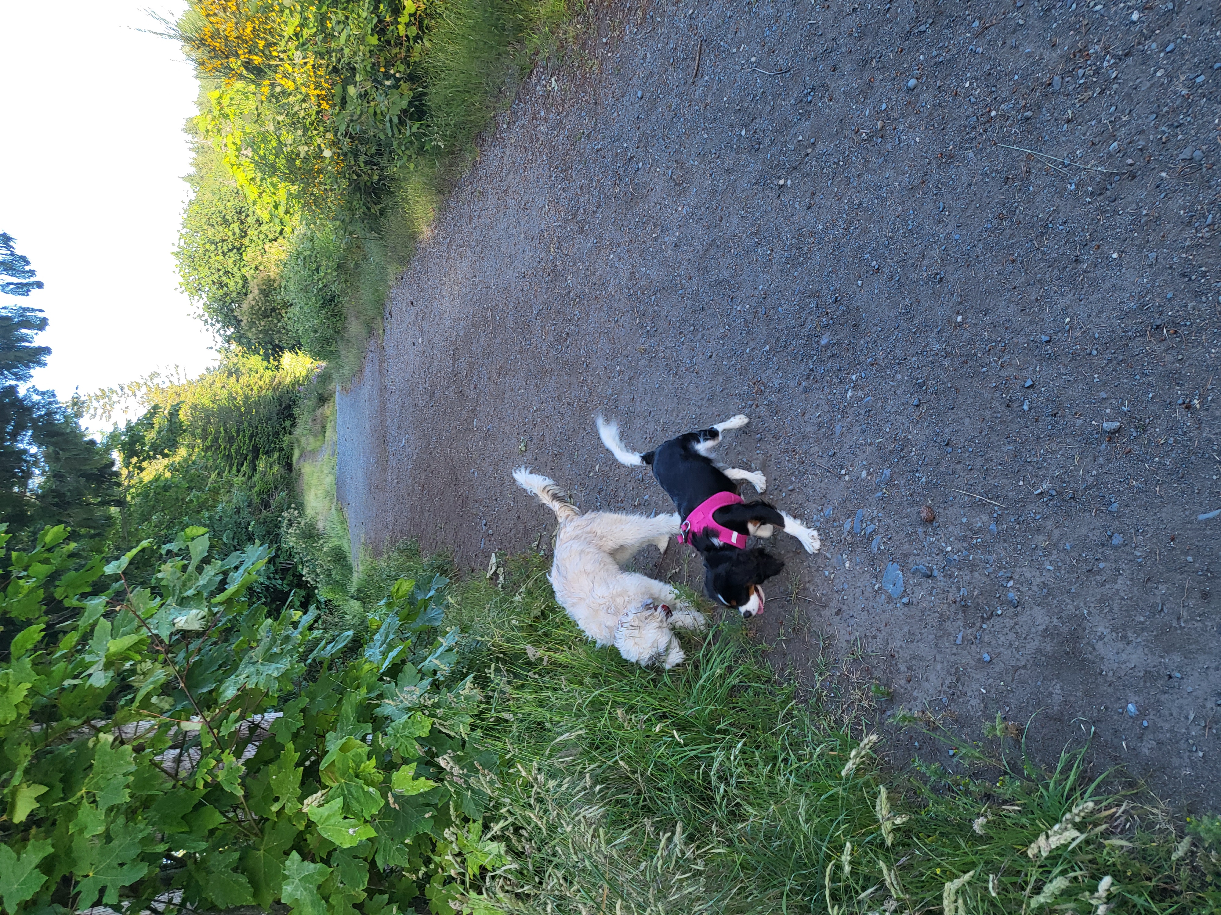 Hydro Line Off-Leash Dog Walking path and River Access
