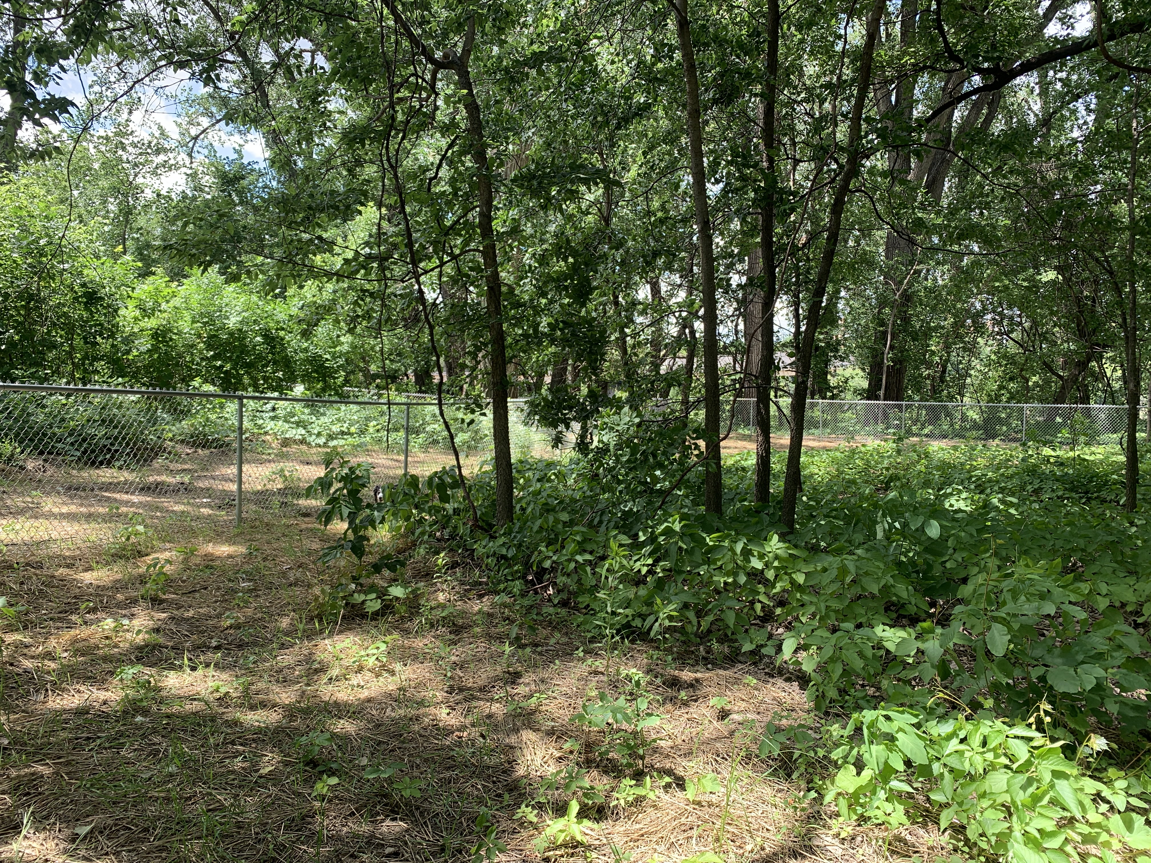 Lilydale Regional Off Leash Dog Park