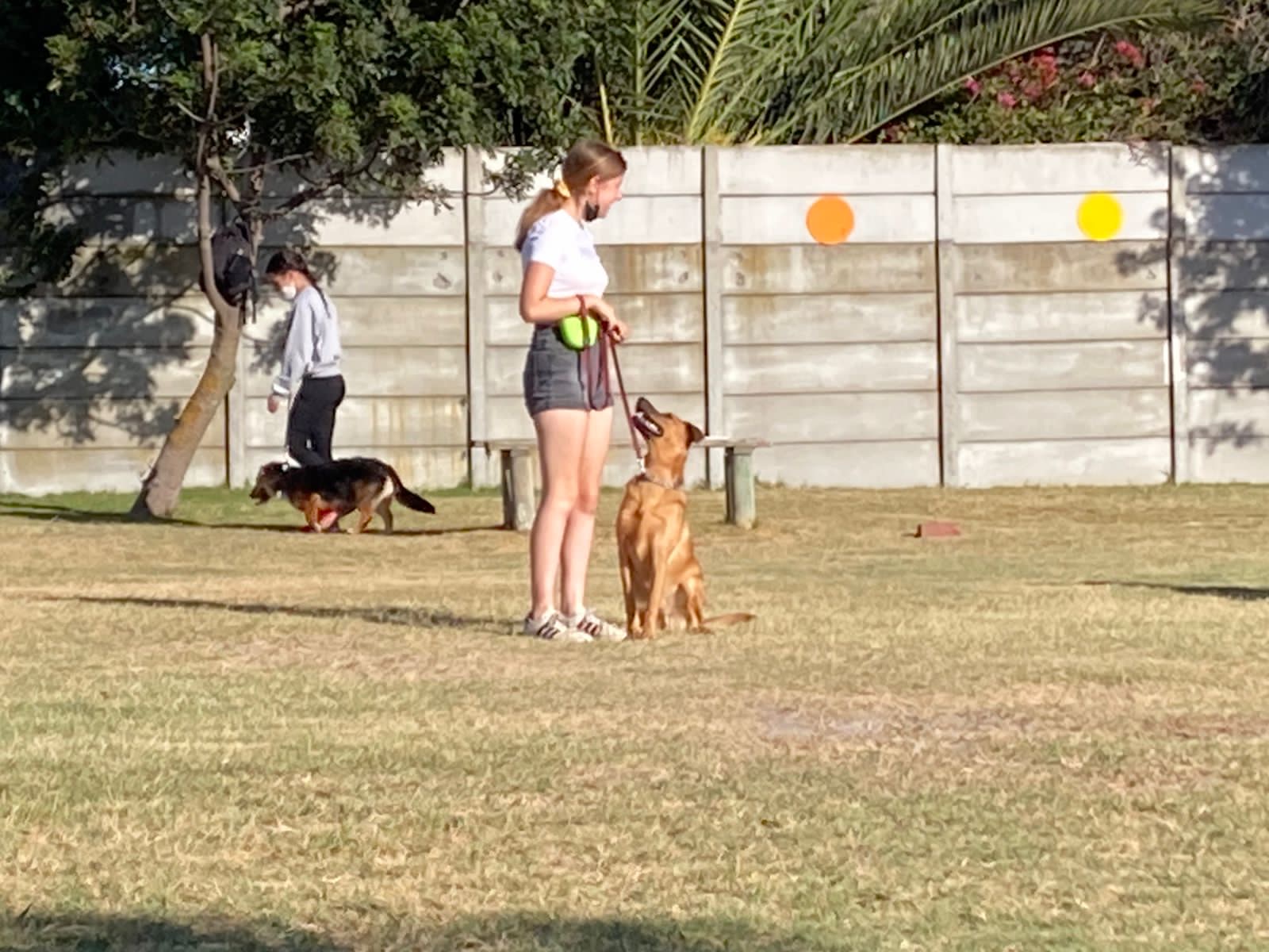 Cape Handlers Dog Club