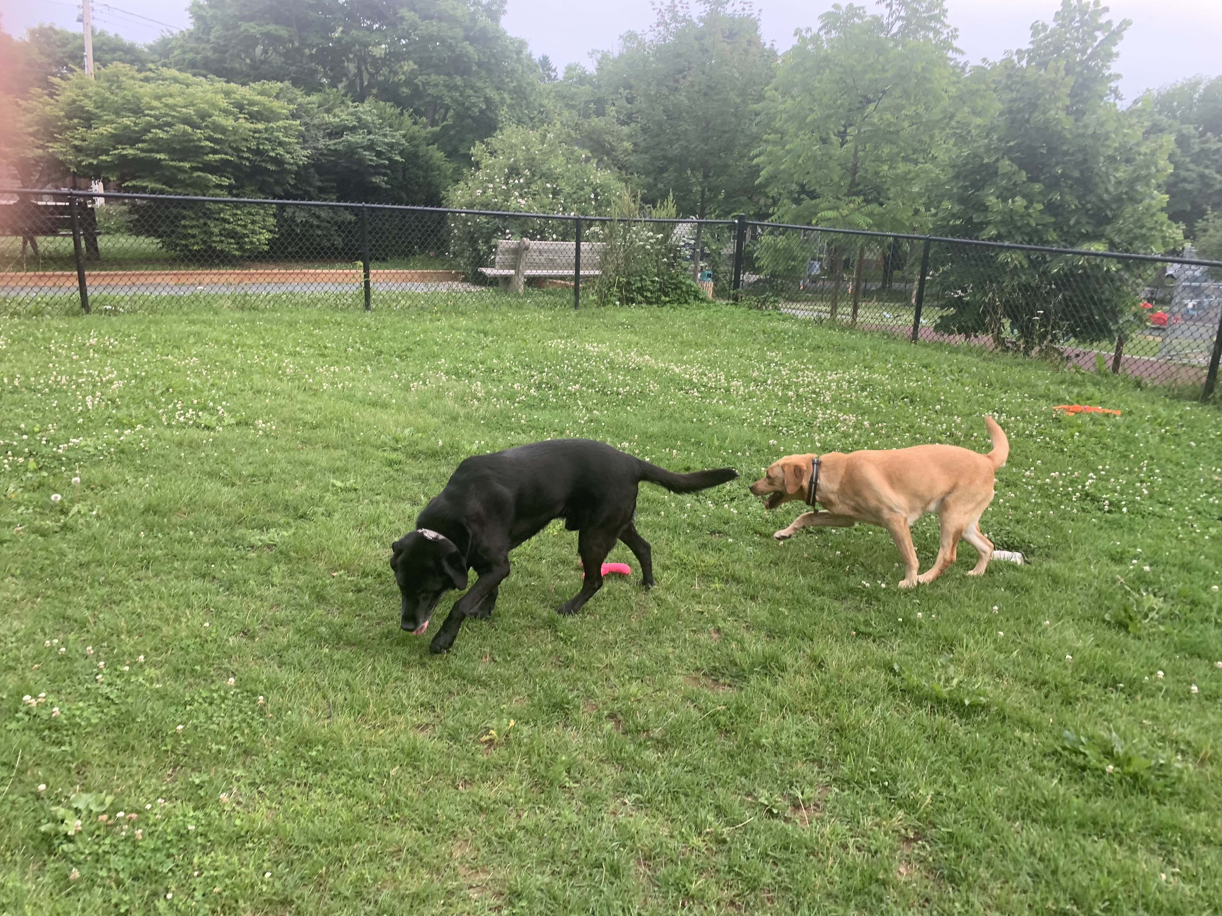 HRM Service Dog Park