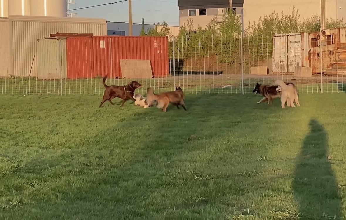 Parc Canin Temporaire St-Romuald