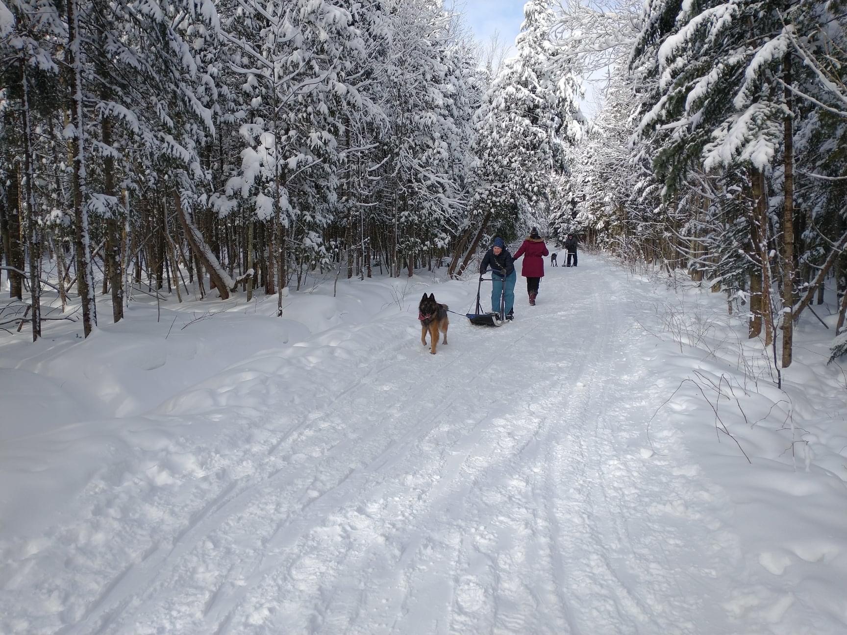 Plein-Air Canin (Parc canin privé - coût d'entrée)