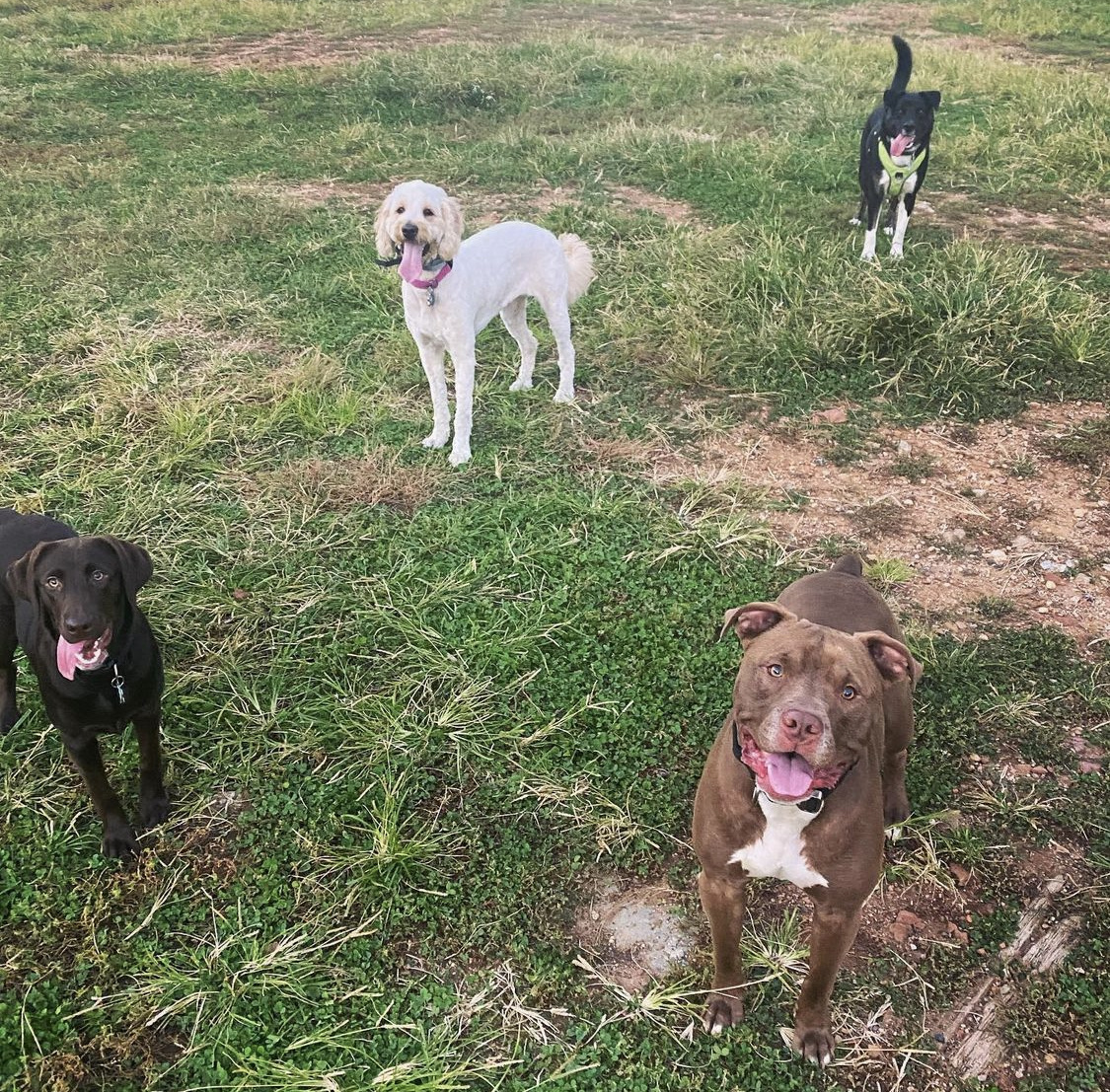 Triangle Field Dog Park