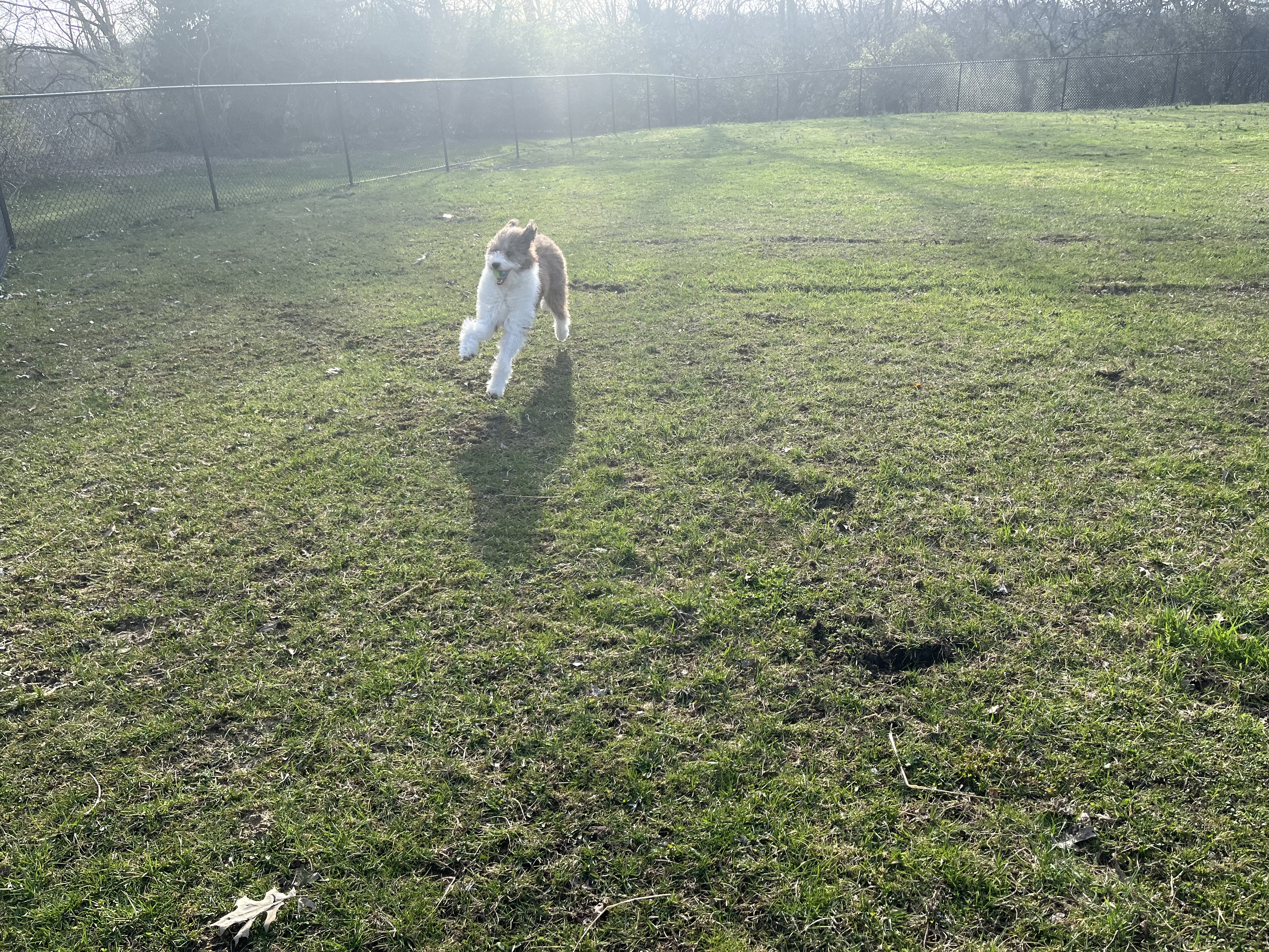 Upper Millcrest Dog Park