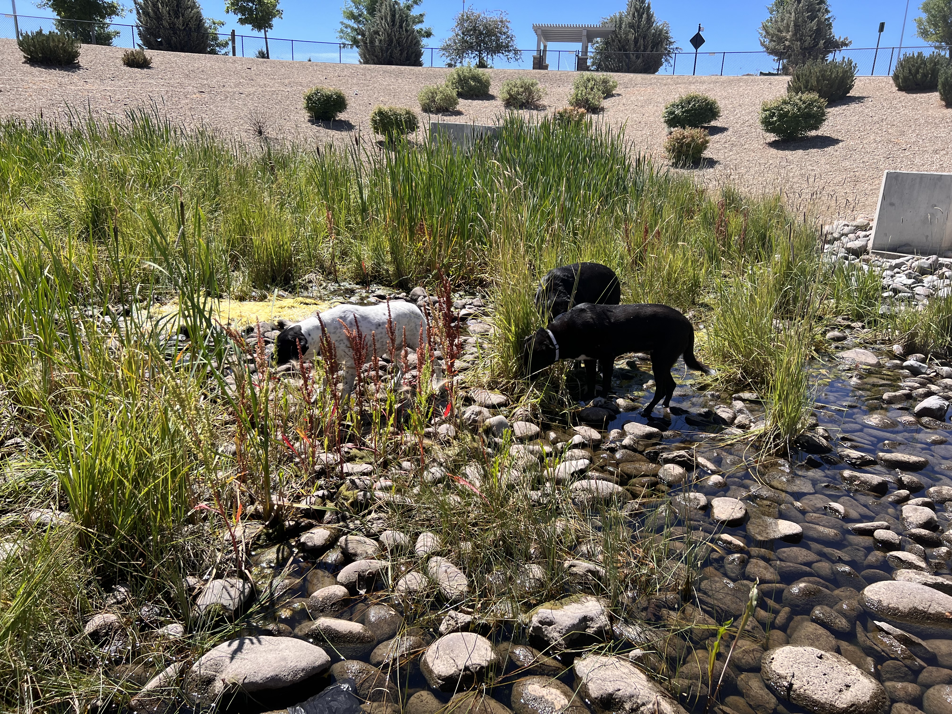 Gardnerville Dog Park