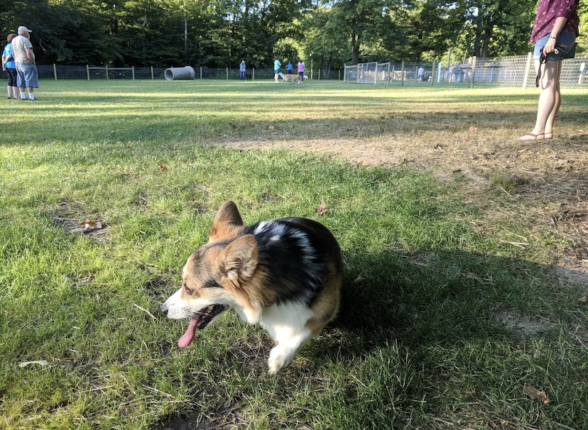 Centerville Mills Dog Park