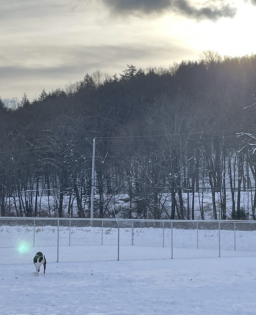 Ludlow Dog Park at Fletcher Fields