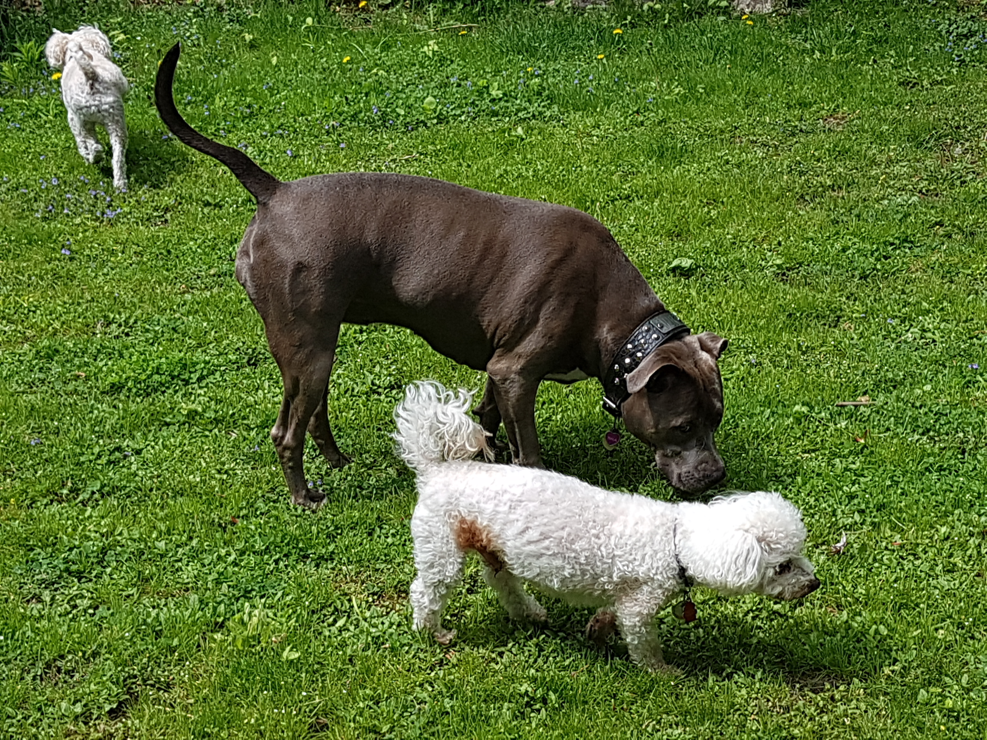 Pupvacay's Sniffspot (Private)