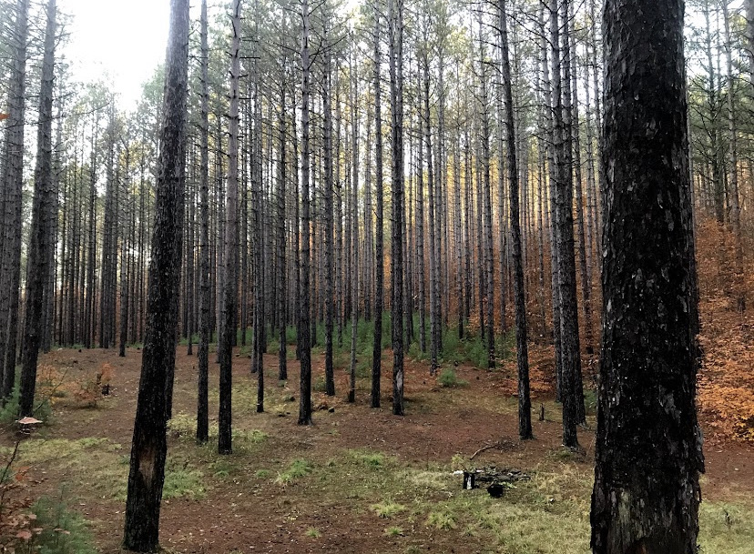 Scenic Parking Area Off Newcomb Rd.