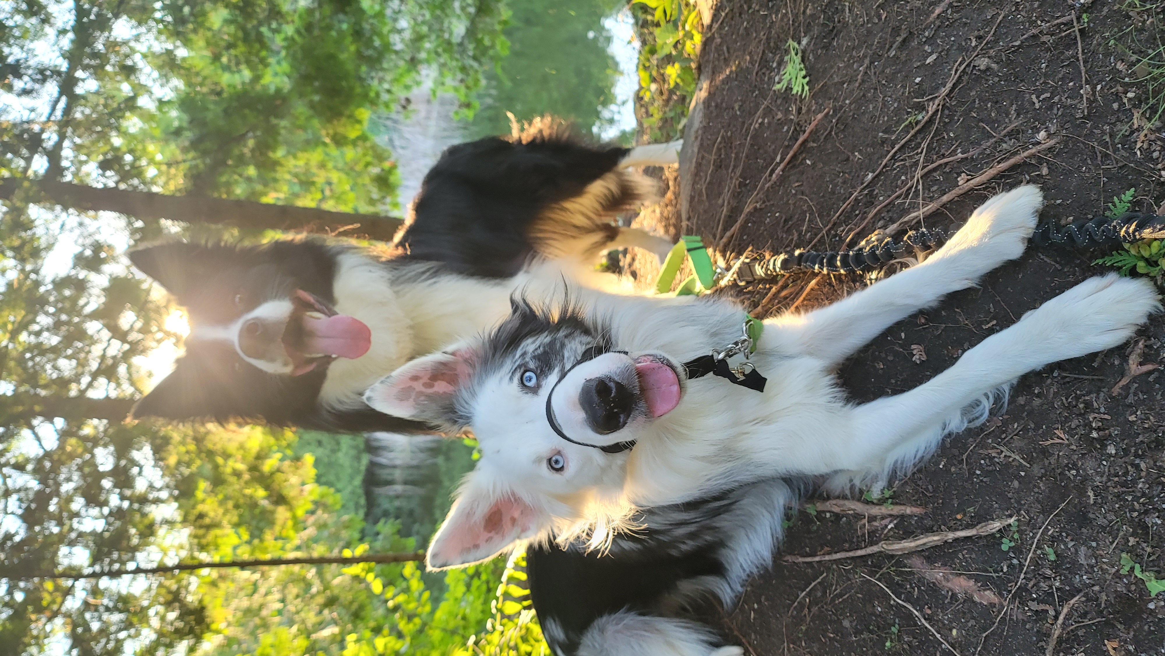 Boisé de la Crête de Saint-Dominique