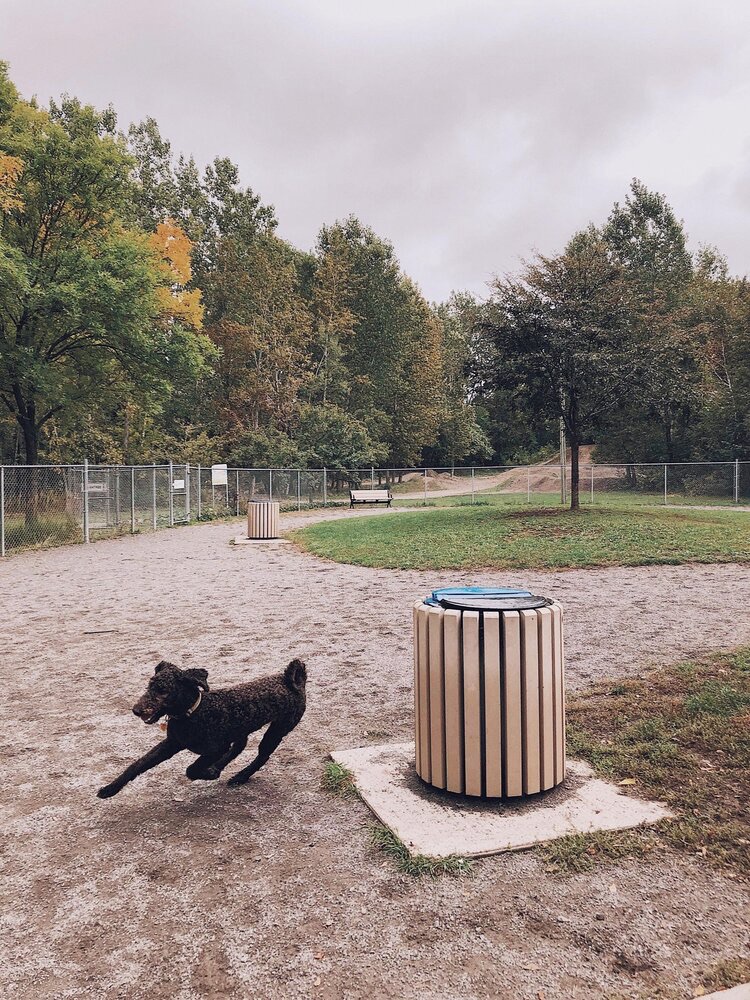 Parc canin Dave-Ross