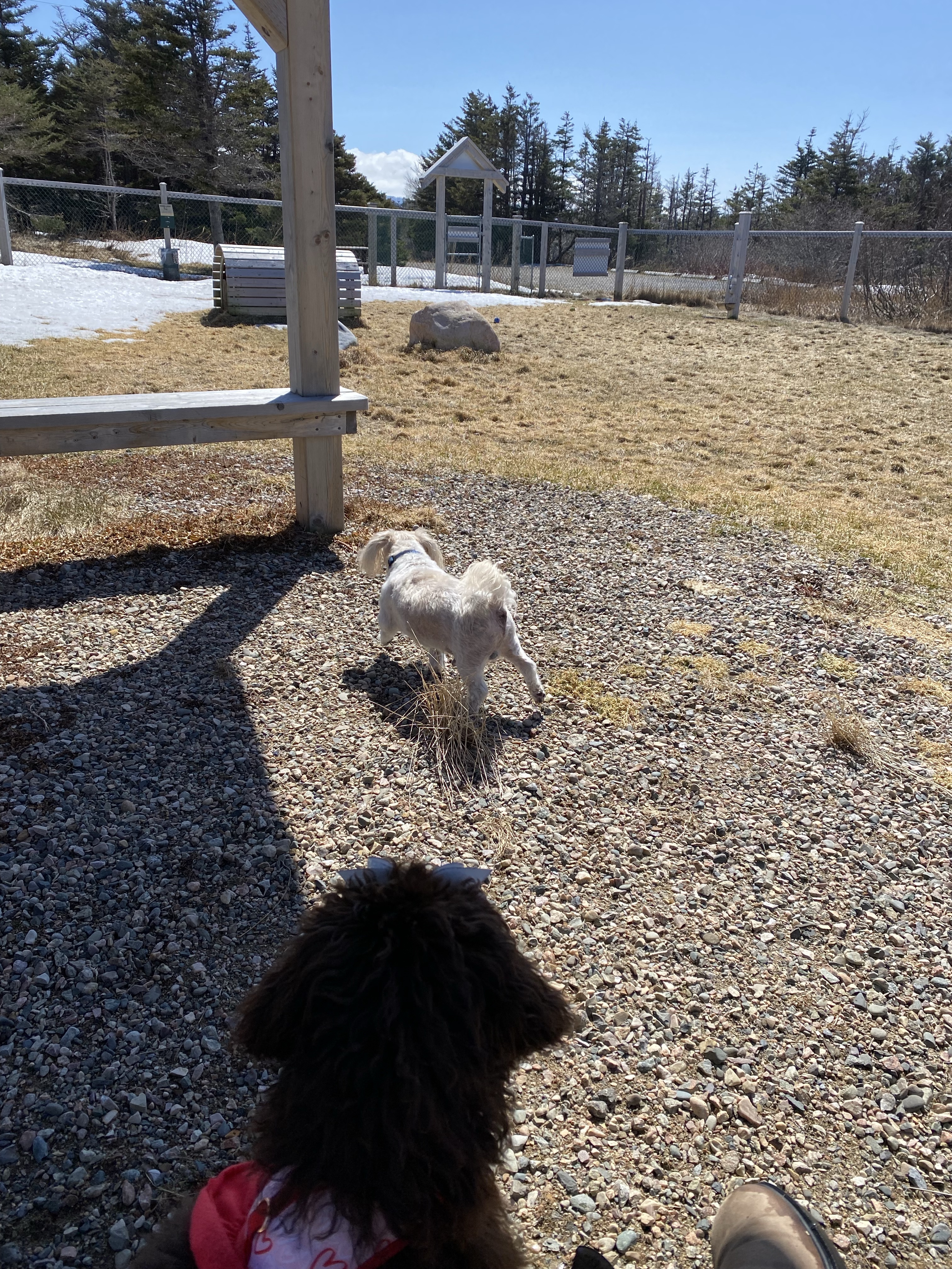 Green Point Dog Park