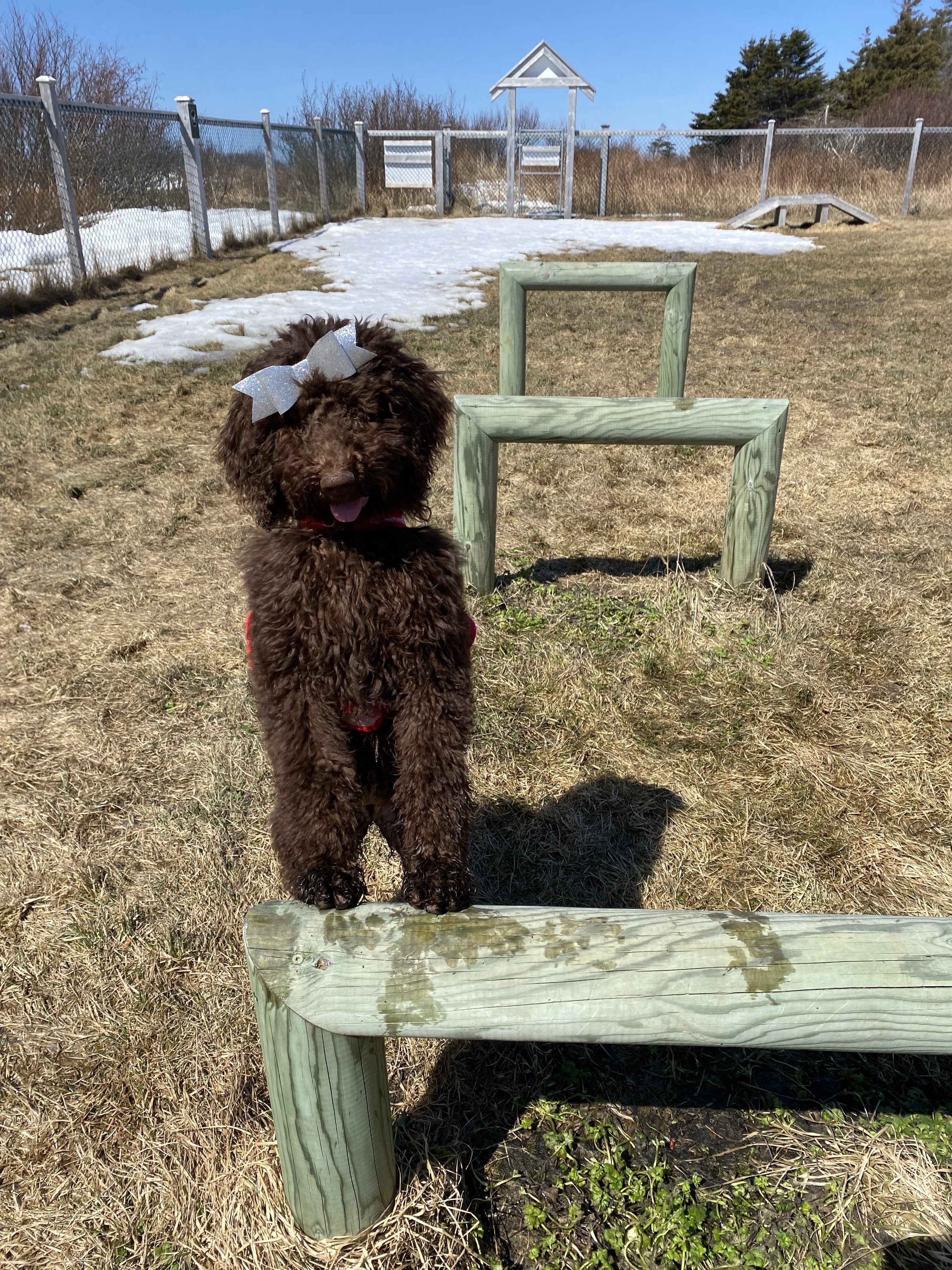 Green Point Dog Park