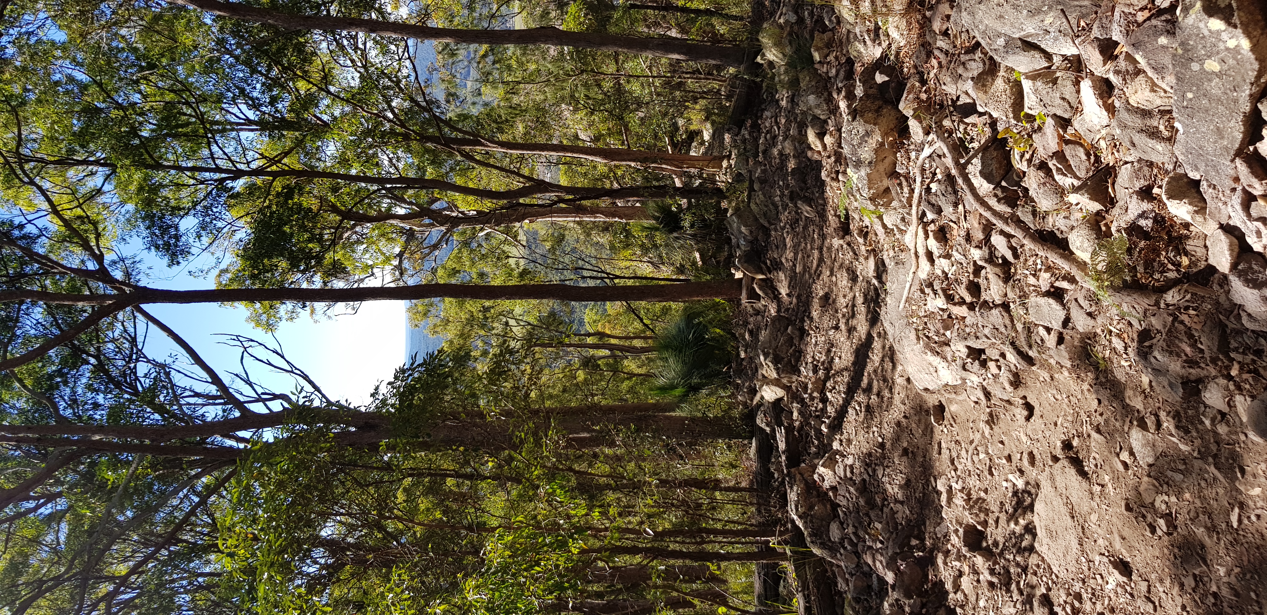 Mt Ninderry Walking Trail