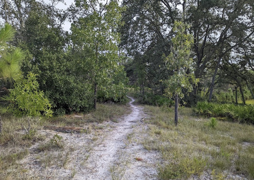 Green Swamp West Tract