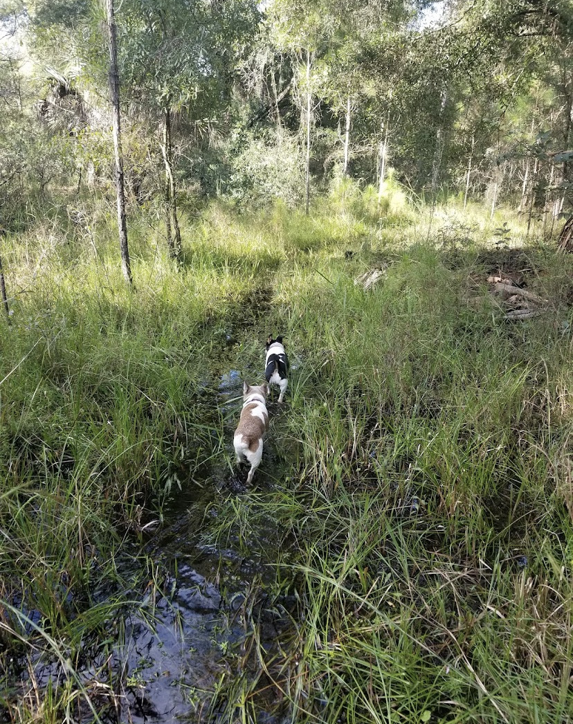 Green Swamp West Tract