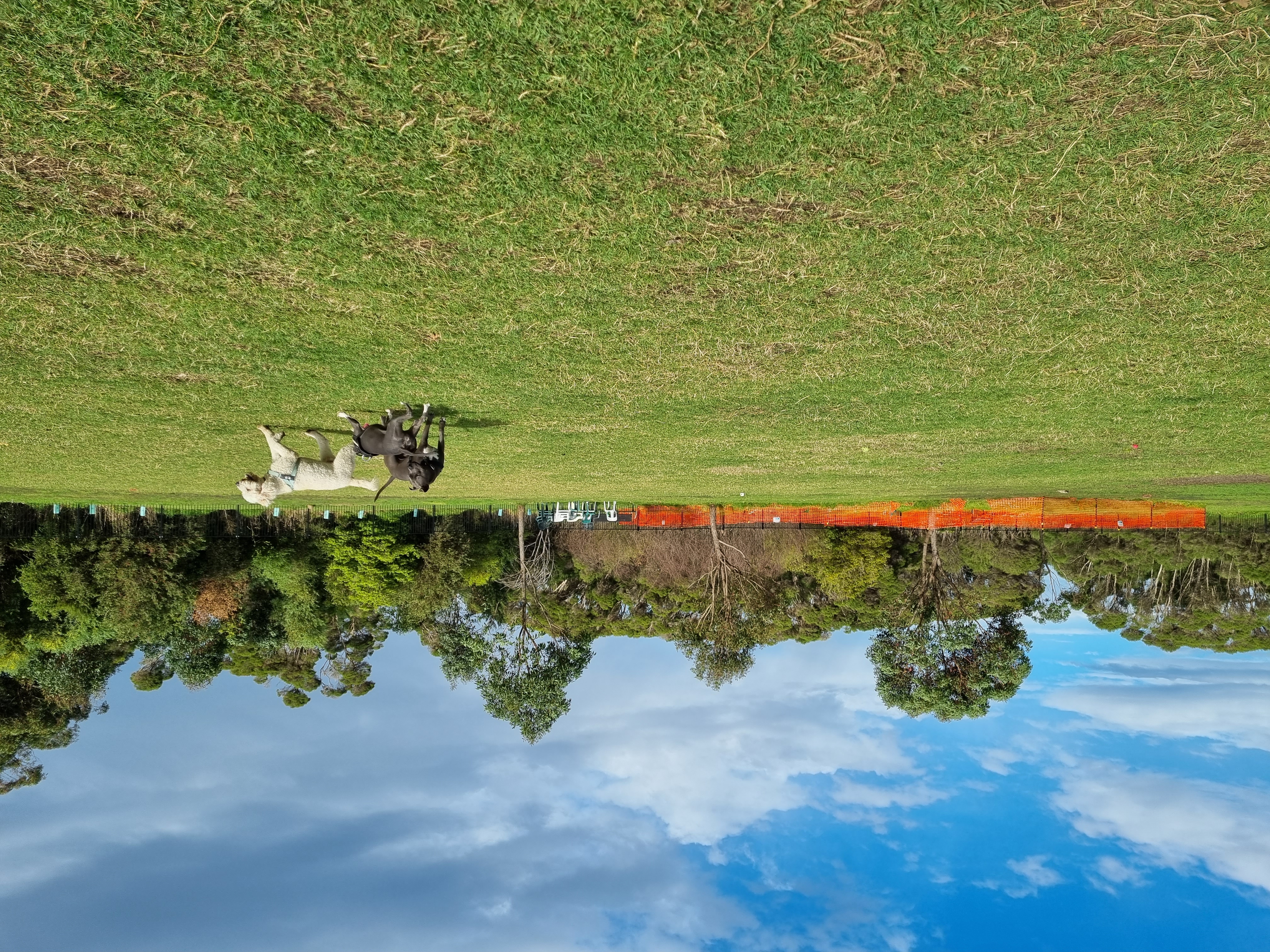 Scarborough Off Leash Dog Park